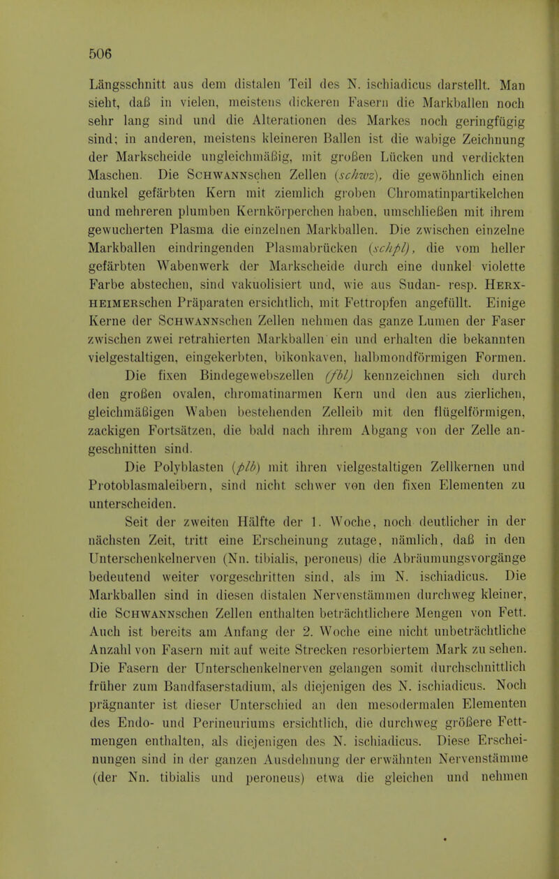 Langsschnitt aus dem distalen Teil des N. ischiadicus darstellt. Man sieht, daB in vielen, meistens dickeren Fasern die MarkballeD noch sehr lang sind und die Alterationen des Markes noch geringfugig sind; in anderen, meistens kleineren Ballen ist die wabige Zeichnung der Markscheide ungleichmaBig, mit groBen Liicken und verdickten Maschen. Die ScHWANNschen Zellen (schwz), die gewohnlich einen dunkel gefarbten Kern mit ziemlich groben Chromatinpartikelchen und mehreren plumben Kernkorperchen haben. umschlieBen mit ihrem gewucherten Plasma die einzelnen Markballen. Die zwischen einzelne Markballen eindringenden Plasmabriicken {schpl), die vom heller gefarbten Wabenwerk der Markscheide (lurch eine dunkel violette Farbe abstechen, sind vakuolisiert und, wie aus Sudan- resp. Herx- HEiMERschen Praparaten ersichtlich, mit Fettropfen angefiillt. Einige Kerne der ScHWANNschen Zellen nehmen das ganze Lumen der Faser zwischen zwei retrahierten Markballen ein und erhalten die bekannten vielgestaltigen, eingekerbten. bikonkaven, halbmondfonnigen Formen. Die fixen Bindegewebszellen (fbl) kennzeichnen sich durch den grofien ovalen, chromatinarmen Kern und den aus zierlichen, gleichmaBigen Waben bestehenden Zelleib mit den flugelformigen, zackigen Fortsatzen, die bald nach ihrem Abgang von der Zelle an- gesclinitten sind. Die Polyblasten (p/b) mit ihren vielgestaltigen Zellkernen und Protoblasmaleibern, sind nicht schwer von den fixen Eleinenten zu unterscheiden. Seit der zweiten Halfte der 1. Woche, noch deutlicher in der nachsten Zeit, tritt eine Ersclieinung zutage, namlich, dafi in den Unterschenkelnerven (Nn. tibialis, peroneus) die Abraumungsvorgange bedeutend weiter vorgeschritten sind, als im N. ischiadicus. Die Markballen sind in diesen distalen Nervenstammen durchweg kleiner, die ScHWANNschen Zellen enthalten beti-achtlichere Mengen von Fett. Auch ist bereits am Anfang der 2. Woche eine nicht unbetrachtliche Anzahl von Fasern mit auf weite Strecken resorbiertem Mark zu sehen. Die Fasern der Unterschenkelnerven gelangen somit durchsclinittlich friiher zum Bandfaserstadium, als diejenigen des N. ischiadicus. Noch priignanter ist dieser Unterschied an den mesodermalen Elementon des Endo- und Perineuriums ersichtlich, die durchweg groBere Fett- mengen enthalten, als diejenigen des N. ischiadicus. Diese Erschei- nungen sind in der ganzen Ausdehnung der erwahnten Nervenstamme (der Nn. tibialis und peroneus) etwa die gieichen und nehnuMi