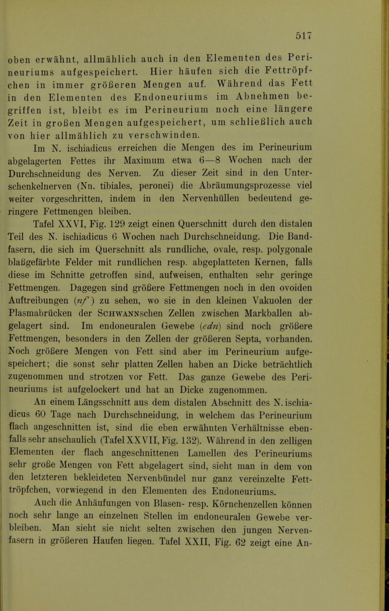 oben erwahnt, allinahlich auch in den Elementen des Peri- neuriums aufgespeichert. Hier haufen sich die Fettropf- chen in immer groBeren Mengen auf. Wahrend das Fett in den Elementen des Endoneuriums im Abnehmen be- griffen ist, bleibt es im Perineurium noch eine langere Zeit in groBen Mengen aufgespeichert, urn schlieBlich auch von hier allmahlich zu verschwinden. Im N. ischiadicus erreichen die Mengen des im Perineurium abgelagerten Fettes ihr Maximum etwa 6—8 Wochen nach der Durchschneidung des Nerven. Zu dieser Zeit sind in den Unter- schenkelnerven (Nn. tibiales, peronei) die Abraumungsprozesse viel weiter vorgeschritten, indem in den Nervenhullen bedeutend ge- ringere Fettmengen bleiben. Tafel XXVI, Fig. 129 zeigt einen Querschnitt durch den distalen Teil des N. ischiadicus 6 Wochen nach Durchschneidung. Die Band- fasern, die sich im Querschnitt als rundliche, ovale, resp. polygonale blaBgefarbte Felder mit rundlichen resp. abgeplatteten Kernen, falls diese im Schnitte getroffen sind, aufvveisen, enthalten sehr geringe Fettmengen. Dagegen sind groBere Fettmengen noch in den ovoiden Auftreibungen in/') zu sehen, wo sie in den kleinen Vakuolen der Plasmabrucken der ScHWANNschen Zellen zwischen Markballen ab- gelagert sind. Im endoneuralen Gewebe (edn) sind noch groBere Fettmengen, besonders in den Zellen der groBeren Septa, vorhanden. Noch groBere Mengen von Fett sind aber im Perineurium aufge- speichert; die sonst sehr platten Zellen haben an Dicke betrachtlich zugenommen und strotzen vor Fett. Das ganze Gewebe des Peri- neuriums ist aufgelockert und hat an Dicke zugenommen. An einem Langsschnitt aus dem distalen Abschnitt des N. ischia- dicus 60 Tage nach Durchschneidung, in welchem das Perineurium flach angeschnitten ist, sind die eben erwahnten Verhaltnisse eben- falls sehr anschaulich (Tafel XXVII, Fig. 132). Wahrend in den zelligen Elementen der flach angeschnittenen Lamellen des Perineuriums sehr groBe Mengen von Fett abgelagert sind, sieht man in dem von den letzteren bekleideten Nervenbundel nur ganz vereinzelte Fett- tropfchen, vorwiegend in den Elementen des Endoneuriums. Auch die Anhaufungen von Blasen- resp. Kornchenzellen konnen noch sehr lange an einzelnen Stellen im endoneuralen Gewebe ver- bleiben. Man sieht sie nicht selten zwischen den jungen Nerven- fasern in groBeren Haufen liegen. Tafel XXII, Fig. 62 zeigt eine An-