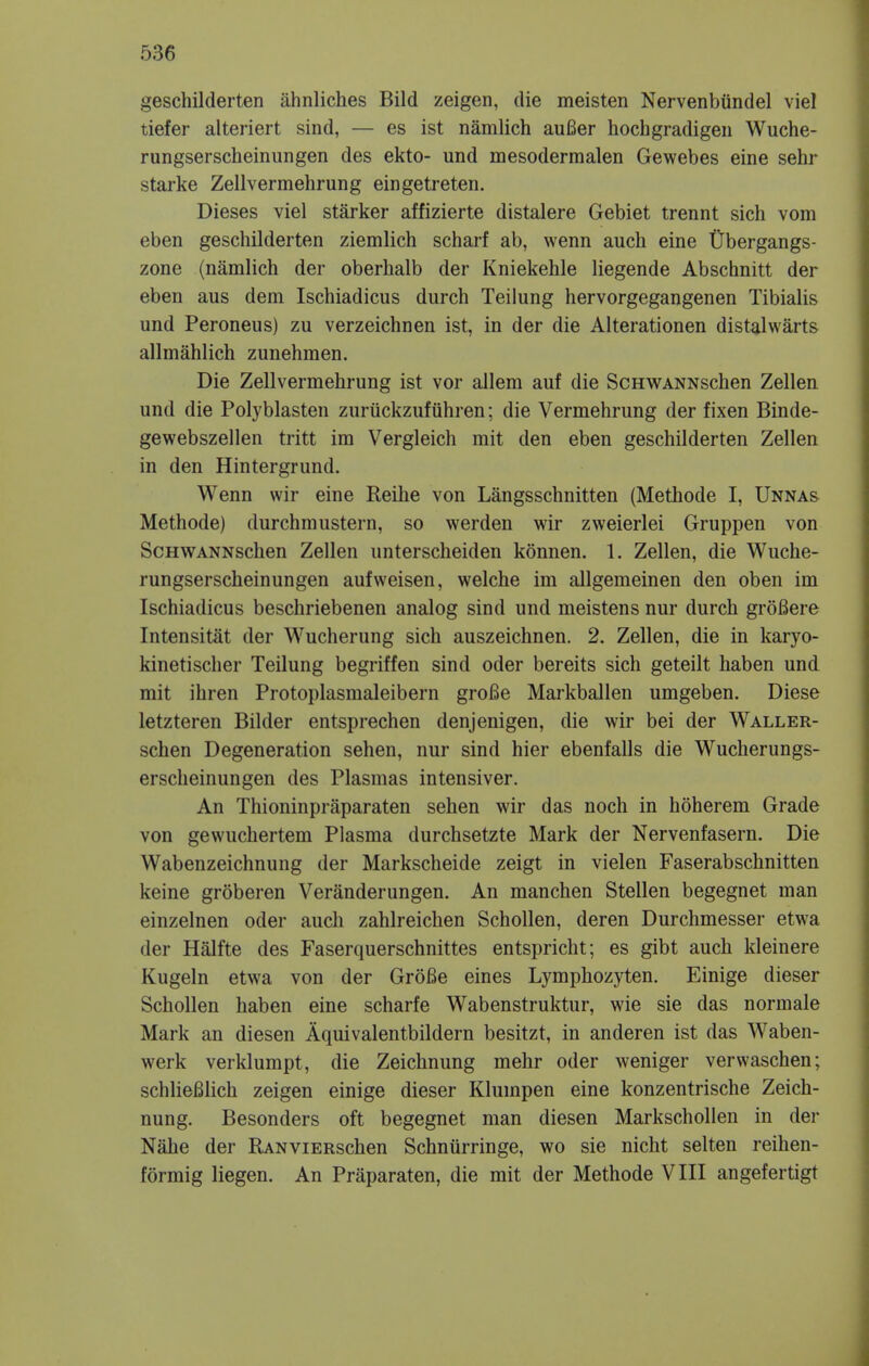 geschilderten ahnliches Bild zeigen, die meisten Nervenbundel viel tiefer alteriert sind, — es ist namlich auBer hochgradigen Wuche- rungserscheinungen des ekto- und mesodermalen Gewebes eine sehr starke Zellvermehrung eingetreten. Dieses viel starker affizierte distalere Gebiet trennt sich vom eben geschilderten ziemlich scharf ab, wenn auch eine Ubergangs- zone (namlich der oberhalb der Kniekehle liegende Abschnitt der eben aus dem Ischiadicus durch Teilung hervorgegangenen Tibialis und Peroneus) zu verzeichnen ist, in der die Alterationen distalwarts allmahlich zunehmen. Die Zellvermehrung ist vor allem auf die ScHWANNschen Zellen und die Polyblasten zuruckzufuhren; die Vermehrung der fixen Binde- gewebszellen tritt im Vergleich mit den eben geschilderten Zellen in den Hintergrund. Wenn wir eine Reihe von Langsschnitten (Methode I, Unnas Methode) durchmustern, so werden wir zweierlei Gruppen von ScHWANNschen Zellen unterscheiden konnen. 1. Zellen, die Wuche- rungserscheinungen aufweisen, welche im allgemeinen den oben im Ischiadicus beschriebenen analog sind und meistens nur durch groBere Intensitat der Wucherung sich auszeichnen. 2. Zellen, die in karyo- kinetischer Teilung begriffen sind oder bereits sich geteilt haben und mit ihren Protoplasmaleibern groBe Markballen umgeben. Diese letzteren Bilder entsprechen denjenigen, die wir bei der Waller- schen Degeneration sehen, nur sind hier ebenfalls die Wucherungs- erscheinungen des Plasmas intensiver. An Thioninpraparaten sehen wir das noch in hoherem Grade von gewuchertem Plasma durchsetzte Mark der Nervenfasern. Die Wabenzeichnung der Markscheide zeigt in vielen Faserabschnitten keine groberen Veranderungen. An manchen Stellen begegnet man einzelnen oder auch zahlreichen Schollen, deren Durchmesser etwa der Halfte des Faserquerschnittes entspricht; es gibt auch kleinere Kugeln etwa von der GroBe eines Lymphozyten. Einige dieser Schollen haben eine scharfe Wabenstruktur, wie sie das normale Mark an diesen Aquivalentbildern besitzt, in anderen ist das Waben- werk verklumpt, die Zeichnung mehr oder weniger vervvaschen; schliefilich zeigen einige dieser Klumpen eine konzentrische Zeich- nung. Besonders oft begegnet man diesen Markschollen in der Nahe der RANViERschen Schnurringe, wo sie nicht selten reihen- formig liegen. An Praparaten, die mit der Methode VIII angefertigt