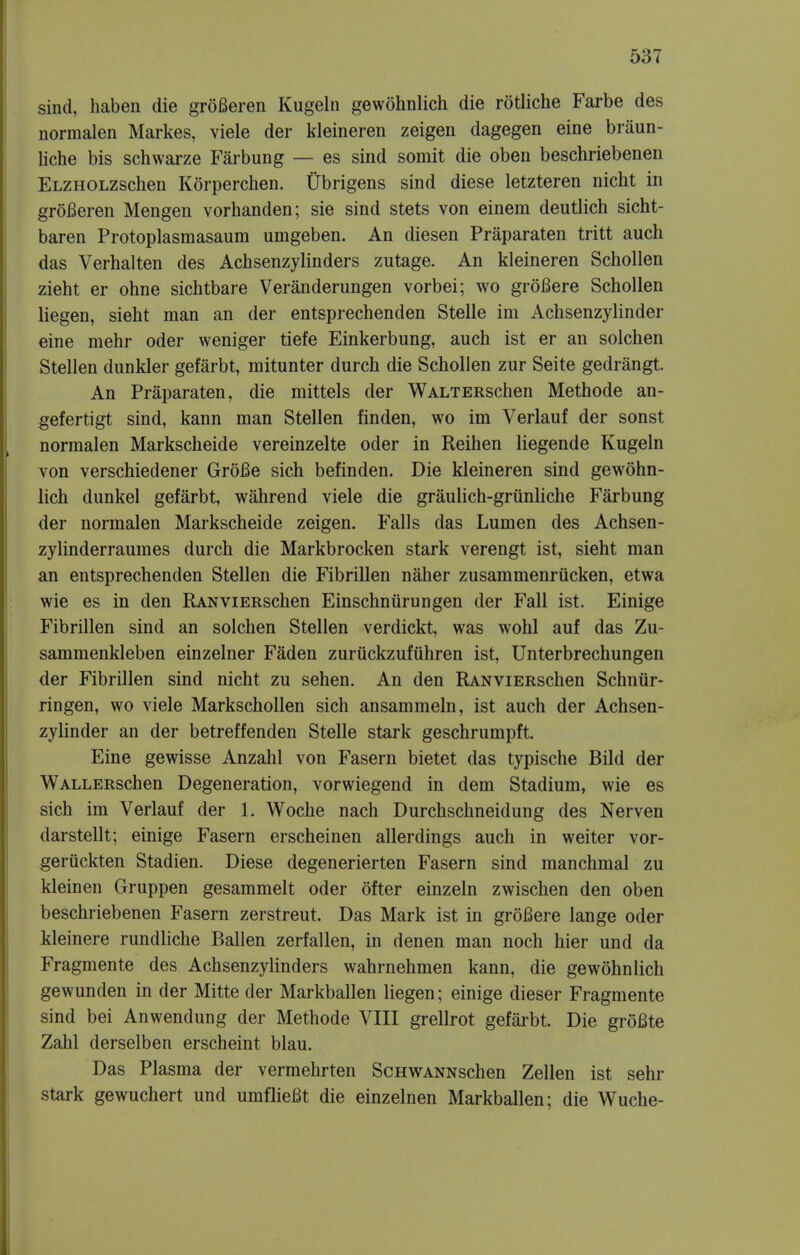 sind, haben die groBeren Kugeln gewohnlich die rotliche Farbe des normalen Markes, viele der kleineren zeigen dagegen eine braun- liche bis schwarze Farbung — es sind somit die oben beschriebenen ELZHOLZschen Korperchen. Ubrigens sind diese letzteren nicht in groBeren Mengen vorhanden; sie sind stets von einem deutlich sicht- baren Protoplasmasaum umgeben. An diesen Praparaten tritt audi das Verhalten des Achsenzylinders zutage. An kleineren Schollen zieht er ohne sichtbare Veranderungen vorbei; wo groBere Schollen liegen, sieht man an der entsprechenden Stelle im Achsenzylinder eine mehr oder weniger tiefe Einkerbung, auch ist er an solchen Stellen dunkler gefarbt, mitunter durch die Schollen zur Seite gedrangt. An Praparaten, die mittels der WALTERschen Methode an- gefertigt sind, kann man Stellen finden, wo im Verlauf der sonst normalen Markscheide vereinzelte oder in Reihen liegende Kugeln von verschiedener GroBe sich befinden. Die kleineren sind gewohn- lich dunkel gefarbt, wahrend viele die graulich-grtinliche Farbung der normalen Markscheide zeigen. Falls das Lumen des Achsen- zylinderraumes durch die Markbrocken stark verengt ist, sieht man an entsprechenden Stellen die Fibrillen naher zusammenriicken, etwa wie es in den RANViERschen Einschnurungen der Fall ist. Einige Fibrillen sind an solchen Stellen verdickt, was wohl auf das Zu- sammenkleben einzelner Faden zurtickzufiihren ist, Unterbrechungen der Fibrillen sind nicht zu sehen. An den RANViERschen Schniir- ringen, wo viele Markschollen sich ansammeln, ist auch der Achsen- zylinder an der betreffenden Stelle stark geschrumpft. Eine gewisse Anzahl von Fasern bietet das typische Bild der WALLERschen Degeneration, vorwiegend in dem Stadium, wie es sich im Verlauf der 1. Woche nach Durchschneidung des Nerven darstellt; einige Fasern erscheinen allerdings auch in weiter vor- gertickten Stadien. Diese degenerierten Fasern sind manchmal zu kleinen Gruppen gesammelt oder ofter einzeln zwischen den oben beschriebenen Fasern zerstreut. Das Mark ist in groBere lange oder kleinere rundliche Ballen zerfallen, in denen man noch hier und da Fragmente des Achsenzylinders wahrnehmen kann, die gewohnlich gewunden in der Mitte der Markballen liegen; einige dieser Fragmente sind bei Anwendung der Methode VIII grellrot gefarbt. Die groBte Zahl derselben erscheint blau. Das Plasma der vermehrten ScHWANNschen Zellen ist sehr stark gewuchert und umflieBt die einzelnen Markballen; die Wuche-