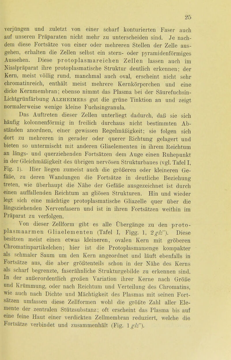 verjiingen und zuletzt von einer scharf konturierten Faser auch auf unseren Praparaten nickt mehr zu unterscheiden sind. Je nach- dem diese Fortsatze von einer oder mehreren Stellen der Zelle aus- gehen, erhalten die Zellen selbst ein stern- oder pyramiclenformiges Aussehen. Diese protoplasmareichen Zellen lassen auch im Nisslpraparat ihre protoplasmatische Struktur deutlich erkennen; der Kern, meist vollig rund, manchmal audi oval, erscheint nickt sehr ckromatinreick, enthalt meist mehrere Kernkorperchen und eine dicke Kernnienibran; ebenso nimmt das Plasma bei der Saurefuchsin- Lichtgriinfarbung Alzheimers gut die grune Tinktion an und zeigt normalerweise wenige kleine Fucksingranula. Das Auftreten dieser Zellen nnterliegt dadurck, daB sie sick haufig kolonnenformig in freilick durckaus nicht bestimmten Ab- standen anordnen. einer gewissen RegelinaBigkeit; sie folgen sick dort zu mekreren in gerader oder querer Richtung gelagert und bieten so untermischt mit anderen Gliaelementen in ikrem Reichtum an langs- und querziekenden Fortsatzen clem Auge einen Ruhepunkt in der GleickmaBigkeit des iibrigen nervosen Strukturbaues (vgl. Tafel I, Fig. 1). Hier liegen zumeist auch die groBeren oder kleineren Ge- faBe, zu deren Wandungen die Fortsatze in deutliche Beziehung treten, wie uberhaupt die Nahe der GefaBe ausgezeichnet ist durch einen auffallenden Reichtum an gliosen Strukturen. Hin und wieder legt sick eine machtige protoplasmatische Gliazelle quer iiber die langsziehenden Nervenfasern und ist in ihren Fortsatzen weithin im Praparat zu verfolgen. Von dieser Zellform gibt es alle Ubergange zu den proto- plasmaarmen Gliaelementen (Tafel I, Figg. 1, 2glz). Diese besitzen meist einen etwas kleineren, ovalen Kern mit groberen Chiomatinpai-tikelcken; hier ist die Protoplasmamenge kompakter als schmaler Saum urn den Kern angeordnet und lauft ebenfalls in Fortsatze aus, die aber groBtenteils schon in der Nahe des Kerns als scharf begrenzte, faserahnliche Strukturgebilde zu erkennen sind. In der auBerordentlich groBen Variation ihrer Kerne nach GroBe und Krummung, oder nach Reichtum und Verteilung des Chromatins, wie auch nach Dichte und Machtigkeit des Plasmas mit seinen Fort- satzen umfassen diese Zellformen wokl die grofite Zahl aller Ele- mente der zentralen Stutzsubstanz; oft erscheint das Plasma bis auf eine feine Haut einer verdickten Zellmembran reduziert, welche die Fortsatze verbindet und zusammenhalt (Fig. 1 glz).