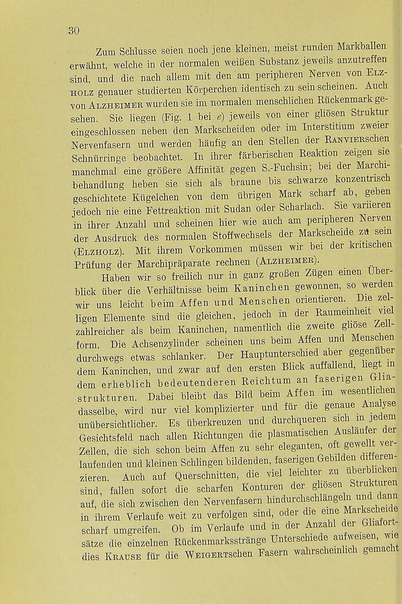Zum Schlusse seien noch jene kleinen, meist runden Markballen erwahnt, welche in der normalen weiBen Substanz jeweils anzutreffen sind mid die nach ahem mit den am peripheren Nerven von Elz- hol'z genauer studierten Korperchen identisch zu sein scheinen. Auch von Alzheimer wurden sie im normalen menschlichen Riickenmark ge- sehen. Sie liegen (Fig. 1 bei e) jeweils von einer gliosen Struktur eingeschlossen neben den Markscheiden oder im Interstitmm zweier Nervenfasern nnd warden haufig an den Stellen der RANViERSchen Schniirringe beobachtet. In ihrer farberischen Reaktion zeigen sie manchmal eine groBere Affinitat gegen S,Fnchsin; bei der Marchi- behandlung heben sie sich als braune bis schwarze konzentrisck geschichtete Kiigelchen von dem iibrigen Mark scharf ab, geben iedoch nie eine Fettreaktion mit Sudan oder Scharlach. Sie varneren in ihrer Anzahl nnd scheinen bier wie auch am peripheren Nerven der Ausdruck des normalen Stoffwechsels der Markscbeide zil sem (Elzholz). Mit ihrem Vorkommen miissen wir bei der kritischeu Prufung der Marchipraparate rechnen (Alzheimer). Haben wir so freilich nur in ganz groBen Ziigen emen Uber- blick iiber die Verhaltnisse beim Kaninchen gewonnen, so werden wir uns leicht beim Affen nnd Menschen orientieren. Die zel- ligen Elemente sind die gleichen, jedoch in der Raumemheit viel zahlreicher als beim Kaninchen, namentlich die zweite ghose Zeil- form. Die Achsenzylinder scheinen nns beim Affen und Menschen durchwegs etwas schlanker. Der Hauptunterschied aber gegenuber dem Kaninchen, und zwar anf den ersten Blick auffallend, heg m dem erheblich bedeutenderen Reichtum an faserigen Orlia- strukturen. Dabei bleibt das Bild beim Affen im weseirtlichen dasselbe, wird nur viel komplizierter und fur die genaue Analyse uniibersichtlicher. Es iiberkreuzen und durchqueren sich m jedem Gesichtsfeld nach alien Richtungen die plasmatischen Auslau er der Zellen, die sich schon beim Affen zu sehr eleganten oft gewellt ver- lanfenden und kleinen Schlingen bildenden, faserigen Gebilden dif ei en- zieren. Auch anf Querschnitten, die viel leichter zu ^rblicken sind, fallen sofort die scharfen Kontnren der gliosen Struktnten anf, die sich zwischen den Nervenfasern hindnrchschlangeln und dann in Ihrem Verlaufe weit zu verfolgen sind, oder die eine Marksche de scharf umgreifen. Ob im Verlaufe und in der Anzahl der Ghaint- satze die einzelnen Riickenmarksstrange Unterschiede aufweisen, wie dies Krause fflr die WEiGERTSchen Fasern wahrschemhch gemacht