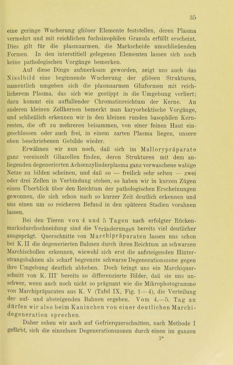 eine geringe Wucherung glioser Elemente feststellen, deren Plasma vermehrt und mit reichlichen fuchsinophilen Granula erfullt erscheint. Dies gilt fiir die plasmaarmen, die Markscheide umschlieBenden Formen. In den interstitiell gelegenen Elementen lassen sich noch keine patbologischen Vorgange bemerken. Auf diese Dinge aufmerksam geworden, zeigt uns auch das Nisslbild eine beginnende Wucherung der gliosen Strukturen, namentlich umgeben sich die plasmaarmen Gliaformen mit reich- licherem Plasma, das sich wie gestippt in die Umgebung verliert; dazu kommt ein auffallender Chromatinreichtum der Kerne. An anderen kleinen Zellkernen bemerkt man karyorhektische Vorgange, und schliefilich erkennen wir in den kleinen runden basophilen Kern- resten, die oft zu mehreren beisammen, von einer feinen Haut ein- geschlossen oder auch frei, in einem zarten Plasma liegen, unsere oben beschriebenen Gebilde wieder. Erwahnen wir nun noch, daB sich im Mallorypraparate ganz vereinzelt Gliazellen finden, deren Strukturen mit dem an- liegenden degenerierten Achsenzylinderplasma ganz verwaschene wabige Netze zu bilden scheinen, und daB so — freilich sehr selten — zwei oder drei Zellen in Verbindung stehen. so haben wir in kurzen Zugen einen Uberblick uber den Reichtum der pathologischen Erscheinungen gewonnen, die sich schon nach so kurzer Zeit deutlich erkennen und uns einen um so reicheren Befund in den spateren Stadien vorahnen lassen. Bei den Tieren von 4 und 5 Tagen nach erfolgter Rticken- marksdurchschneidung sind die Veranderungen bereits viel deutlicher ausgepragt. Querschnitte von Marehipraparaten lassen uns schon bei K. II die degenerierten Bahnen durch ihren Reichtum an schwarzen Marchischollen erkennen, wiewohl sich erst die aufsteigenden Hinter- strangsbahnen als scharf begrenzte schwarze Degenerationszone gegen ihre Umgebung deutlich abheben. Doch bringt uns ein Marchiquer- schnitt von K. IIP bereits so differenzierte Bilder, daB sie uns un- schwer, wenn auch noch nicht so pragnant wie die Mikrophotogramme von Marehipraparaten aus K. V (Tafel IX, Fig. 1 — 4), die Verteilung der auf- und absteigenden Bahnen ergeben. Vom 4.—5. Tag an diirfen wir also beim Kaninchen von einer deutlichen Marchi- degeneration sprechen. Daher sehen wir auch auf Gefrierquerschnitten, nach Methode I gefarbt, sich die einzelnen Degenerationszonen durch einen im ganzen 3*