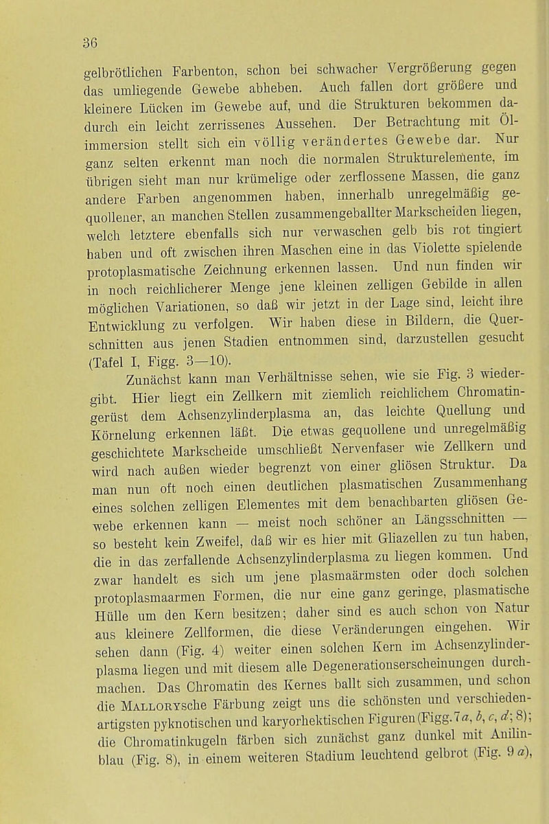 gelbrotlichen Farbenton, schon bei schwacher VergroBerung gegen das umliegende Gewebe abheben. Aucli fallen dort grofiere mid kleinere Liicken im Gewebe auf, und die Strukturen bekommen da- durch ein leicht zerrissenes Aussehen. Der Betrachtung mit 01- immersion stellt sich ein vollig verandertes Gewebe dar. Nur ganz selten erkennt man noch die normalen Strukturelemente, im iibrigen sieht man nur kriimelige oder zerflossene Massen, die ganz andere Farben angenommen baben, innerbalb unregelmaBig ge- quollener, an manchen Stellen zusammengeballter Markscheiden liegen, welch letztere ebenfalls sicb nur verwascben gelb bis rot tingiert haben unci oft zwischen ibren Mascben eine in das Violette spielende protoplasmatiscbe Zeicbnung erkennen lassen. Unci nun linden wir in noch reicblicherer Menge jene kleinen zelligen Gebilde in alien moglichen Variationen, so daB wir jetzt in der Lage sind, leicht ibre Entwicklung zu verfolgen. Wir baben diese in Bildern, die Quer- schnitten aus jenen Stadien entnommen sind, darzustellen gesucht (Tafel I, Figg. 3-10). Zunachst kann man Verhaltnisse sehen, wie sie Fig. 3 wieder- gibt. Hier liegt ein Zellkern mit ziemlich reichlichem Chromatin- geriist dem Achsenzylinderplasma an, das leichte Quellung und Kornelung erkennen laBt. Die etwas gequollene und unregelmaBig geschichtete Markscheide umschlieBt Nervenfaser wie Zellkern und wird nach auBen wieder begrenzt von einer gliosen Struktur. Da man nun oft noch einen deutlichen plasmatischen Zusammenhang eines solchen zelligen Elementes mit dem benachbarten gliosen Ge- webe erkennen kann - meist noch schoner an Langsschnitten — so besteht kein Zweifel, daB wir es hier mit Gliazellen zu tun haben, die in das zerfallende Achsenzylinderplasma zu liegen kommen. Und zwar handelt es sich urn jene plasmaarmsten oder dock solchen protoplasmaarmen Formen, die nur eine ganz geringe, plasmatische Halle um den Kern besitzen; daher sind es auch schon von Natur aus kleinere Zellformen, die diese Veranderungen eingehen. Wir sehen dann (Fig. 4) weiter einen solchen Kern im Achsenzylinder- plasma liegen und mit diesem alle Degenerationserscheinungen durch- machen. Das Chromatin des Kernes ballt sich zusammen, und schon die MALLORYsche Farbung zeigt uns die schonsten unci verschieden- artigsten pyknotischen und karyorhektischen Figuren(Figg.7a, b, c, d; 8); die Chromatinkugeln farben sich zunachst ganz dunkel mit Anilin- blau (Fig. 8), in einem weiteren Stadium leuchtend gelbrot (Fig. 9«),