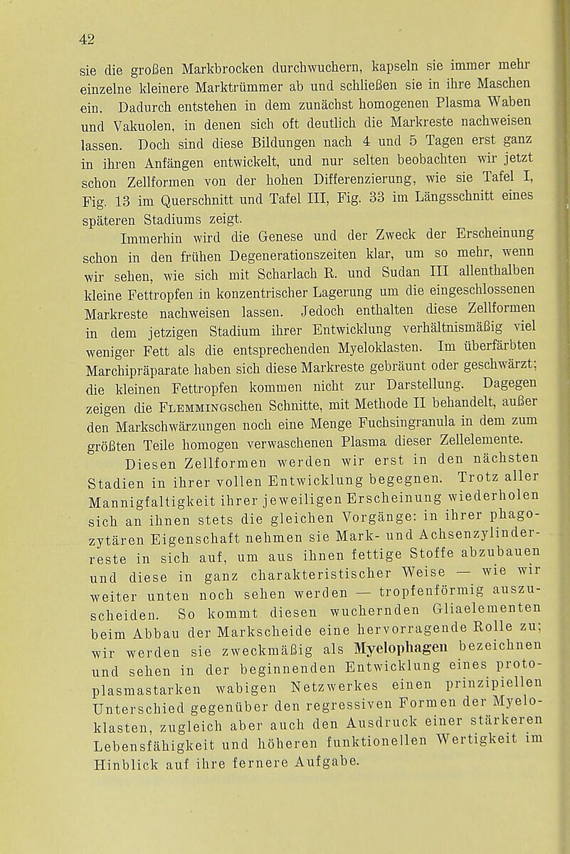 sie die grofien Markbrocken durchwuchern, kapseln sie immer mehr einzelne kleinere Marktriimmer ab und schliefien sie in ihre Maschen em. Dadurch entstehen in dem zunachst homogenen Plasma Waben und Vakuolen, in denen sich oft deutlich die Markreste nachweisen lassen. Doch sind diese Bildungen nach 4 und 5 Tagen erst ganz in ihren Anfangen entwickelt, und nur selten beobachten wir jetzt schon Zellformen von der hohen Differenzierung, wie sie Tafel I, Fig. 13 im Querschnitt und Tafel III, Fig. 33 im Liingsschnitt eines spateren Stadiums zeigt. Immerhin wird die Genese und der Zweck der Erscheinung schon in den friiken Degenerationszeiten klar, urn so mehr, wenn wir seben, wie sich mit Scharlach R. und Sudan III allenthalben kleine Fettropfen in konzentrischer Lagerung urn die eingeschlossenen Markreste nachweisen lassen. Jedoch enthalten diese Zellformen in dem jetzigen Stadium ihrer Entwicklung verhaltnismafiig viel weniger Fett als die entsprechenden Myeloklasten. Im uberfarbten Marchipraparate haben sich diese Markreste gebraunt oder geschwarzt; die kleinen Fettropfen kommen nicht zur Darstellung. Dagegen zeigen die FLEMMiNGSchen Schnitte, mit Methode II behandelt, aufier den Markschwarzungen noch eine Menge Fuchsingranula in dem zum groBten Teile homogen verwaschenen Plasma dieser Zellelemente. Diesen Zellformen werden wir erst in den nachsten Stadien in ihrer vollen Entwicklung begegnen. Trotz aller Mannigfaltigkeit ihrer jeweiligen Erscheinung wiederholen sich an ihnen stets die gleichen Vorgange: in ihrer phago- zytaren Eigenschaft nehmen sie Mark- und Achsenzylinder- reste in sich auf, urn aus ihnen fettige Stoffe abzubauen und diese in ganz charakteristischer Weise — wie wir weiter unten noch sehen werden — tropfenformig auszu- scheiden. So kommt diesen wuchernden Gliaelementen beim Abbau der Markscheide eine hervorragende Rolle zu; wir werden sie zweckmaBig als Myelophagen bezeichnen und sehen in der beginnenden Entwicklung eines proto- plasmastarken wabigen Netzwerkes einen prinzipiellen Unterschied gegeniiber den regressive!! Form en der Myelo- klasten, zugleich aber auch den Ausdruck einer starkeren Lebensfakigkeit und hoheren funktionellen Wertigkeit im Hinblick auf ihre fernere Aufgabe.