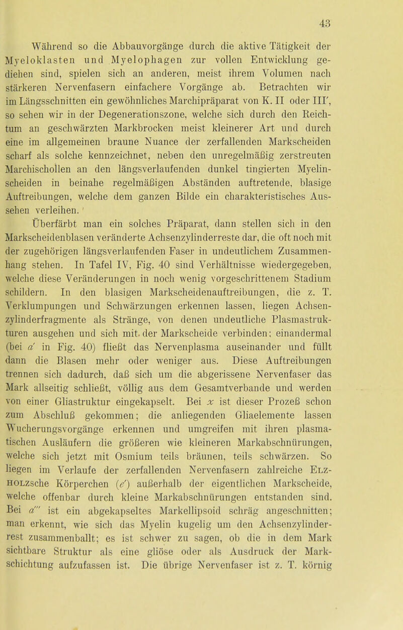 Wahrend so die Abbauvorgange durch die aktive Tatigkeit der Myeloklasten und Myelophagen zur vollen Entwicklung ge- diehen sind, spielen sick an anderen, meist ihrem Volumen nach starkeren Nervenfasern einfachere Vorgange ab. Betrachten wh- im Langsschnitten ein gewohnlicb.es Marchipraparat von K. II oder III', so sehen wir in der Degenerationszone, welche sich durch den Reich- tum an geschwarzten Markbrocken meist kleinerer Art und durch eine im allgemeinen braune Nuance der zerfallenden Markscheiden scharf als solche kennzeichnet, neben den unregelmaBig zerstreuten Marchischollen an den langsverlaufenden dunkel tingierten Myelin- scheiden in beinahe regelmaBigen Abstanden auftretende, blasige Auftreibungen, welche dem ganzen Bilde eiii charakteristisches Aus- sehen verleihen. Uberfarbt man ein solches Praparat, dann stellen sich in den Markscheidenblasen veranderte Achsenzylinderreste dar, die oft noch mit der zugehorigen langsverlaufenden Faser in undeutlichem Zusammen- hang stehen. In Tafel IV, Fig. 40 sind Verhaltnisse wiedergegeben, welche diese Veranderungen in noch wenig vorgeschrittenem Stadium schildern. In den blasigen Markscheidenauftreibungen, die z. T. Verklumpungen und Schwarzungen erkennen lassen, liegen Achsen- zylinderfragmente als Strange, von denen undeutliche Plasmastruk- turen ausgehen und sich mit. der Markscheide verbinden; einandermal (bei a in Fig. 40) flieBt das Nervenplasma auseinander und fiillt dann die Blasen mehr oder weniger aus. Diese Auftreibungen trennen sich dadurch, daB sich um die abgerissene Nervenfaser das Mark allseitig schlieBt, vollig aus dem Gesamtverbande und werden von einer Gliastruktur eingekapselt. Bei x ist dieser ProzeB schon zum AbschluB gekommen; die anliegenden Gliaelemente lassen Wucherungsvorgange erkennen und umgreifen mit ihren plasma- tischen Auslaufern die groBeren wie kleineren Markabschniirungen, welche sich jetzt mit Osmium teils braunen, teils schwarzen. So liegen im Verlaufe der zerfallenden Nervenfasern zahlreiche Elz- HOLZsche Korperchen (e') auBerhalb der eigentlichen Markscheide. welche offenbar durch kleine Markabschniirungen entstanden sind. Bei a' ist ein abgekapseltes Markellipsoid schrag angeschnitten; man erkennt, wie sich das Myelin kugelig um den Achsenzylinder- rest zusammenballt; es ist schwer zu sagen, ob die in dem Mark sichtbare Struktur als eine gliose oder als Ausdruck der Mark- schichtung aufzufassen ist. Die iibrige Nervenfaser ist z. T. kornig