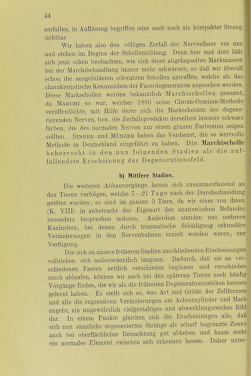 zerfallen, in Auflosung begriffen oder audi noch als kompakter Strang j siclitbar. Wir haben also den volligen Zerfall der Nervenfaser vor uns I und stehen im Beginn der Schollenbildung. Denn hier und dort laBt sich jetzt schon beobachten, wie sich diese abgekapselten Markmassen bei der Marchibekandlung immer mehr schwarzen, so daB wir iiberall schon die ausgebildeten schwarzen Schollen antreffen, welche als das charakteristische Kennzeichen der Faserdegeneration angesehen werden. Diese Markschollen werden bekanntlich Marchischollen genannt, da Marchi es war, welcher 1886 seine Chrom-Osmium-Methode I veroffentlichte, mit Hilfe derer sich die Markscheiden des degene- rierenden Nerven, bzw. die Zerfallsprodukte derselben intensiv schwarz-1 farben, die des normalen Nerven nur einen grauen Farbenton zeigen sollten. Singer und Munzer haben das Verdienst, die so wertvolle Methode in Deutschland eingefiihrt zu haben. Die Marchischolle beherrscht in den nun folgenden Stadien als die auf- fallendste Erscheinung das Degenerations!:eld. b) Mittlere Stadien. Die weiteren Abbauvorgange lassen sich zusammenfasseud an den Tieren verfolgen, welche 7—21 Tage nach der Durchschneidung getotet wurden; es sind im ganzen 5 Tiere, da wir eines von ihnen (K. VIII) in anbetracht der Eigenart des anatomischen Befundes besonders besprechen miissen. Aufierdem standen uns mehrere Kaninchen, bei denen durch traumatische Schadigung sekundare Veranderungen in den Nervenbahnen erzielt worden waren, zur Verfiigung. Die sich an unsere friiheren Stadien anschlieBenden Erscheinungen vollziehen sich auBerordentlich langsam. Dadurch, daB sie an ver- schiedenen Fasern zeitlicb verschieden beginnen und verschieden rasch ablaufen, konnen wir auch bei den spateren Tieren noch haufig Vorgange finden, die wir als die friihesten Degenerationszeichen kennen gelernt haben. Es stellt sich so, was Art und GroBe der Zellformen und alle die regressiven Veranderungen am Achsenzylinder und Mark angeht, ein ungewolmlich vielgestaltiges und abwechlungsreiches Bild dar. In einem Punkte gleichen sich che Erscheinungen alle, daB sich nun samtliche degenerierten Strange als scharf begrenzte Zonen auch bei oberflacblicher Betrachtung gut abheben und kaum mehr ein normales Element zwischen sich erkennen lassen. Daher unter-