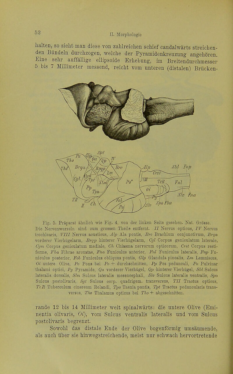 n. Morphologie lialten, so sielit man diese von zalilreiclien schief caudalwarts streicben- den Biindeln durcbzogen, welche der Pyramidenkreuzung angehSren. Eine selir auffallige ellipsoide Erliebung, im Breitendurcbmessei- 5 bis 7 Millimeter messend, reicbt vom unteren (distalen) Briicken- Fig. 5. Praparat ahulieh wie Pig. 4, von der linken Seite geselien. Nat. Grosse. Die NeiTeuwurzelu sind zum grossen Tlieile eutfemt. II Nervus opticus, IV Nervus troclilearis, VIII Nervus aeustieus, Alp Ala pontis, Brc BracMum eonjunetivuin, Brqa vorderer Vierliiigelarm, Brqp hiiiterer Vierliiigelarm, Cgl Corpus geniculatum laterale, Cgm Corpus geniculatum mediale, Ch CMasma nervorum optieorum, Crst Corpus resti- forme, Fha Pibrae arcuatae, Fna Funiculus anterior, Fnl Funiculus lateralis, Fryp Fu- niculus posterior, Foh Funiculus obliquus pontis, GIp Glandula pinealis, Lm Lemniscus, Oi untere Olive, Po Pons bei Po + durehschnitten, Pp Pes pedunculi, Pu Pulvinar tlialami optiei, Py Pyramide, Qa vorderer Vierhiigel, Qp hinterer VierMigel, Sid Sulcus lateralis dorsalis, Sim Sulcus lateralis meseneepbali, Slv Sulcus lateralis ventralis, Spo Sulcus postollvaris, Sgt Sulcus corp. quadrigem. transversus, TII Tractus opticus, TcR Tubereulum cinereum Eolaudi, Tpo Taenia pontis, Tpt Tractus peduncularis trans- versus, Tho Thalamus opticus bei Tho + abgeschuitten. rande 12 bis 14 Millimeter weit spinalwarts: die untere Olive (Emi- nentia olivaris, Oi), vom Sulcus ventralis lateralis und vom Sulcus postollvaris begrenzt. Sowobl das distale Ende der Olive bogenffjrmig umsaumende, als auch ilber sie hinwegstreicbende, meist nur scbwacb hervortretende