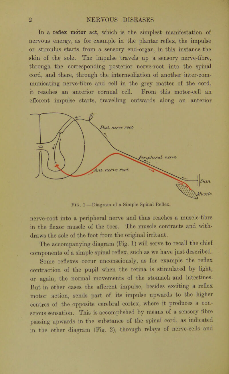 In a reflex motor act, which is the simplest manifestation of nervous energy, as for example in the plantar reflex, the impulse or stimulus starts from a sensory end-organ, in this instance the skin of the sole. The impulse travels up a sensory nerve-fibre, through the corresponding posterior nerve-root into the spinal cord, and there, through the intermediation of another inter-com- municating nerve-fibre and cell in the grey matter of the cord, it reaches an anterior cornual cell. From this motor-cell an efferent impulse starts, travelling outwards along an anterior Fig. 1.—Diagram of a Simple Spinal Reflex. nerve-root into a peripheral nerve and thus reaches a muscle-fibre in the flexor muscle of the toes. The muscle contracts and with- draws the sole of the foot from the original irritant. The accompanying diagram (Fig. 1) will serve to recall the chief components of a simple spinal reflex, such as we have just described. Some reflexes occur unconsciously, as for example the reflex contraction of the pupil when the retina is stimulated by light, or again, the normal movements of the stomach and intestines. But in other cases the afferent impulse, besides exciting a reflex motor action, sends part of its impulse upwards to the higher centres of the opposite cerebral cortex, where it produces a con- scious sensation. This is accomplished by means of a sensory fibre passing upwards in the substance of the spinal cord, as indicated in the other diagram (Fig. 2), through relays of nerve-cells and