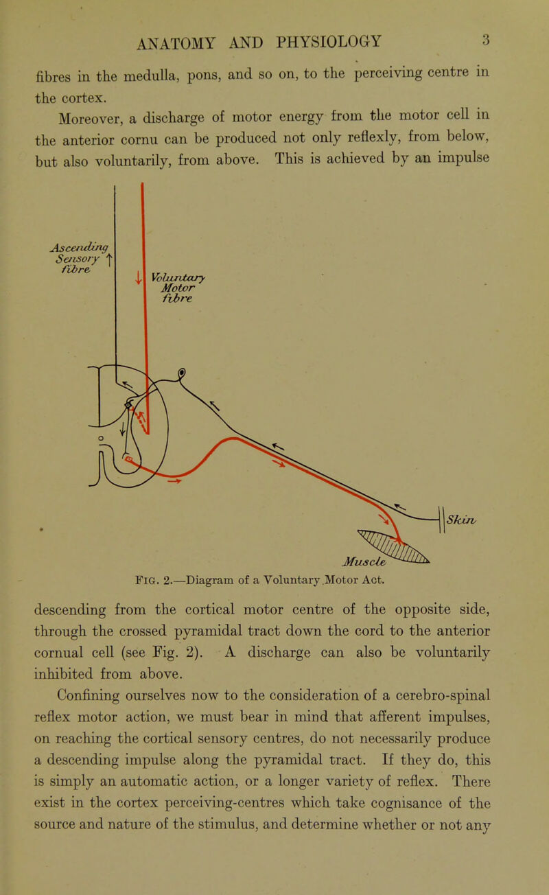 fibres in the medulla, pons, and so on, to the perceiving centre in the cortex. Moreover, a discharge of motor energy from the motor cell in the anterior cornu can be produced not only reflexly, from below, but also voluntarily, from above. This is acMeved by an impulse descending from the cortical motor centre of the opposite side, through the crossed pyramidal tract down the cord to the anterior cornual cell (see Fig. 2). A discharge can also be voluntarily inhibited from above. Confining ourselves now to the consideration of a cerebro-spinal reflex motor action, we must bear in mind that afferent impulses, on reaching the cortical sensory centres, do not necessarily produce a descending impulse along the pyramidal tract. If they do, this is simply an automatic action, or a longer variety of reflex. There exist in the cortex perceiving-centres which take cognisance of the source and nature of the stimulus, and determine whether or not any i Voluntary Motor fibre Muscle Fig. 2.—Diagram of a Voluntary Motor Act. Skirv