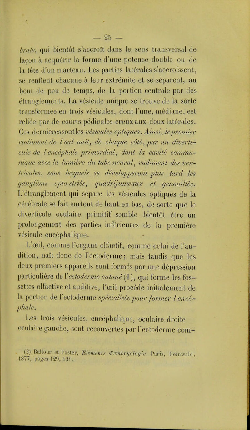 brale, qui bient6t s'accrolt dans le sens transversal de facon a acqu6rir la forme d'une potence double ou de la UHe d'un marteau. Les parties laterales s'accroissent, se renlleut cbacune a leur extremite et se s^parent, au bout de pen de temps, de la portion centrale par des £tranglenients. La vesicule unique se trouve de la sorte traosforme'e en trois vesicules, dontl'iine, rnediane, est reliee par de courts pedicules creuxaux deux late'rales. Ces dernieres son ties vesicules optiques. Ainsi, le premier rudiment de I ceil nait, de chaque cote, par un diverti- citle de fencephale primordial, dont la cavite commu- nique avec la lumiere da tube neural, rudiment des ven- tricules, sous lesquels se d&velopperont plus tard les ganglions opto-stries, quadrijumeaux et genouilles. L'etranglement qui separe les vesicules optiques de la cerebrale se fait surtout de haut en bas, de sorte que le diverticule oculaire primitif semble bientot etre un prolongement des parties inferieures de la premiere vesicule encephalique. L'oeil, comine l'organe olfactif, comme celui de l'au- dition, nait done de l'ectoderme; mais tandis que les deux premiers appareils sont formes par une depression particuliere de Xectodcrme cutane (1), qui forme les fos- settes olfactiveet auditive, l'oeil procede inilialement de la portion de rectoderme specialist pour former I'ence- phale. Les trois vesicules, encephalique, oculaire droite oculaire gauche, sont recouvertes par l'ectoderme com- (2) Balfour et Foster, Elements iVembniolorjic. Paris, Rehrwald, 1877, pages 129, 1:>,1.
