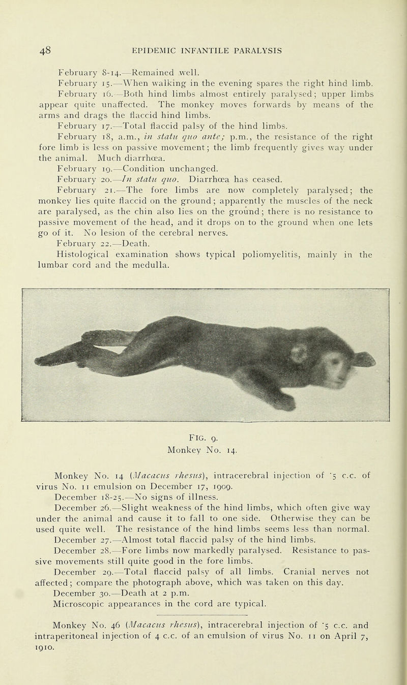 February 8-14.—Remained well. February 15.—When walking in the evening spares the right hind limb. February 16.—Both hind limbs almost entirely paralysed ; upper limbs appear quite unaffected. The monkey moves forwards by means of the arms and drags the flaccid hind limbs. February 17.—Total flaccid palsy of the hind limbs. February 18, a.m., in statu quo ante; p.m., the resistance of the right fore limb is less on passive movement; the limb frequently gives way under the animal. Much diarrhoea. February iq.—Condition unchanged. February 20.—In statu quo. Diarrhoea has ceased. February 21.—The fore limbs are now completely paralysed; the monkey lies quite flaccid on the ground; apparently the muscles of the neck are paralysed, as the chin also lies on the ground; there is no resistance to passive movement of the head, and it drops on to the ground when one lets go of it. No lesion of the cerebral nerves. February 22.—Death. Histological examination shows typical poliomyelitis, mainly in the lumbar cord and the medulla. Fig. 9. Monkey No. 14. Monkey No. 14 {Macacus rhesus), intracerebral injection of '5 c.c. of virus No. 11 emulsion on December 17, iqoq. December 18-25.—No signs of illness. December 26.—Slight weakness of the hind limbs, which often give way under the animal and cause it to fall to one side. Otherwise they can be used quite well. The resistance of the hind limbs seems less than normal. December 27.—Almost total flaccid palsy of the hind limbs. December 28.—Fore limbs now markedly paralysed. Resistance to pas- sive movements still quite good in the fore limbs. December 29.—Total flaccid palsy of all limbs. Cranial nerves not affected; compare the photograph above, which was taken on this day. December 30.—Death at 2 p.m. Microscopic appearances in the cord are typical. Monkey No. 46 {Macacus rhesus), intracerebral injection of '5 c.c. and intraperitoneal injection of 4 c.c. of an emulsion of virus No. 11 on April 7, 1910.