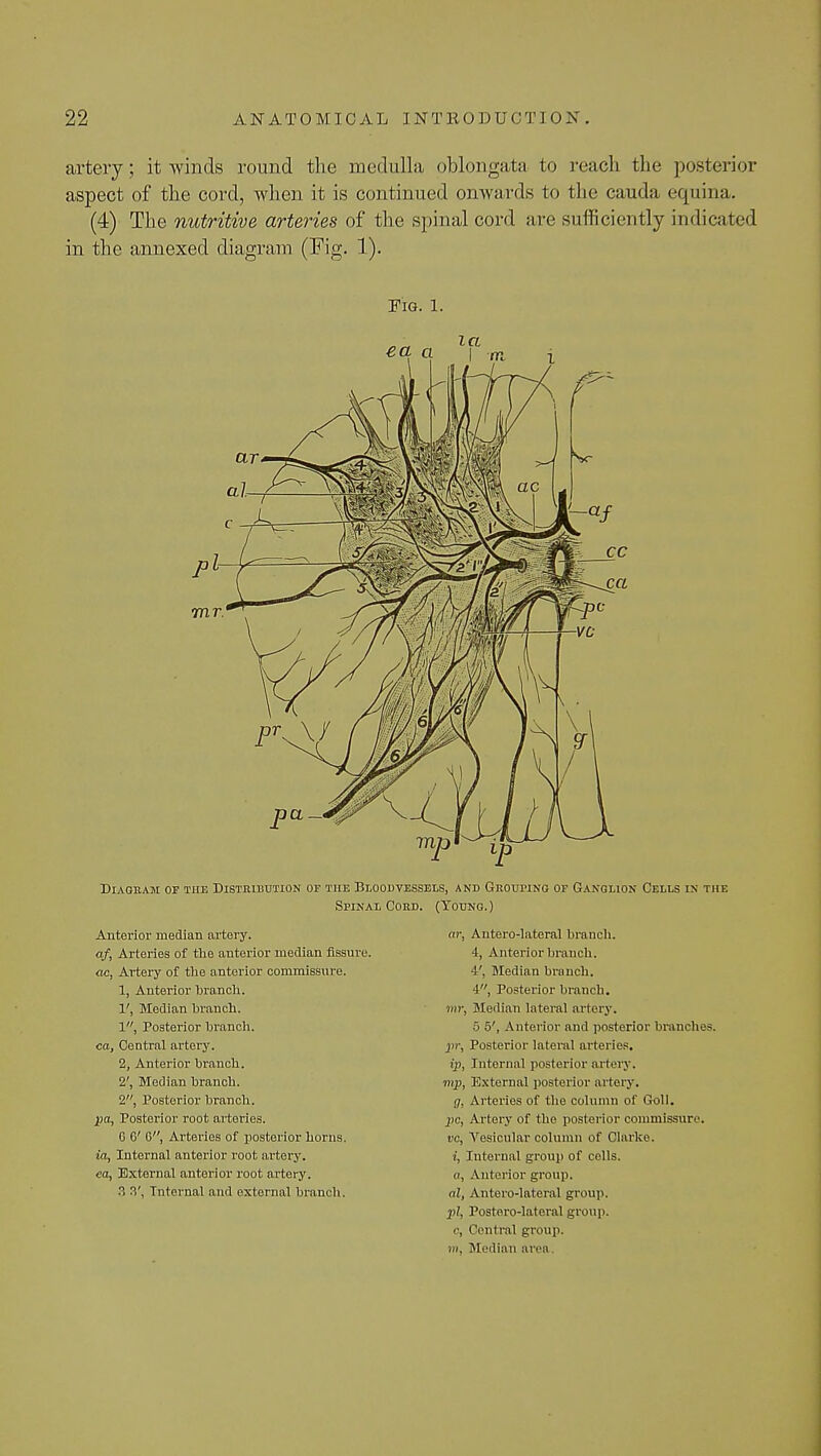 artery; it winds round the medulla oblongata to reach the posterior aspect of the cord, when it is continued onwards to the cauda equina. (4) The nutritive arteries of the spinal cord are sufficiently indicated in the annexed diagram (Fig. 1). Fig. 1. la ea a \ m Diagram op the Distribution of the Bloodvessels, and Grouping of Ganglion Cells in the Spinal Cord. (Young.) Anterior median artery. af, Arteries of the anterior median fissure. ac, Artery of the anterior commissure. 1, Anterior branch. 1', Median branch. 1, Posterior branch. ca, Central artery. 2, Anterior branch. 2', Median branch. 2, Posterior branch. pa, Posterior root arteries. G C G, Arteries of posterior horns. ia, Internal anterior root artery. ca, External anterior root artery. 3 3', Internal and external branch. ar, Antero-lateral branch. 4, Anterior branch. 4', Median branch. 4, Posterior branch. mr, Median lateral artery. 5 5', Anterior and posterior brandies. pr, Posterior lateral arteries. ip, Internal posterior artery. mp, External posterior artery. g, Arteries of the column of Goll. pc, Artery of the posterior commissure. vc, Vesicular column of Clarke, i, Internal group of colls, o, Anterior group. al, Antero-lateral group. pi, Postero-lateral group, c, Central group. in, Median area