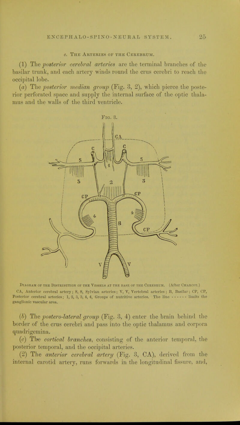 c. Thk ARTERIES of the Ckrkhku.m. (1) The posterior cerebral arteries are the terminal branches of the basilar trunk, and each artery winds round the cms cerebri to reach the occipital lobe. (a) The posterior median group (Fig. 3, 2), which pierce the poste- rior perforated space and supply the internal surface of the optic thala- mus and the walls of the third ventricle. Fig. 8. Diagram of the Distribution OS the Vessels at the base of the Cerehru.m. (After Charcot.) CA, Anterior cerebral artery; S, S, Sylvian arteries; V, V, Vertebral arteries ; B, Basilar; CP, CP, Posterior cerebral arteries; 1, 2, 3, 3, 4, 4, Groups of nutritive arteries. The line limits the ganglionic vascular area. (b) The pjostero-lateral group (Fig. 3, 4) enter the brain behind the border of the crus cerebri and pass into the optic thalamus and corpora quadrigemina. (c) Tire cortical branches, consisting of the anterior temporal, the posterior temporal, and the occipital arteries. (2) The anterior cerebral artery (Fig. 8, CA), derived from the internal carotid artery, runs forwards in the longitudinal fissure, and,