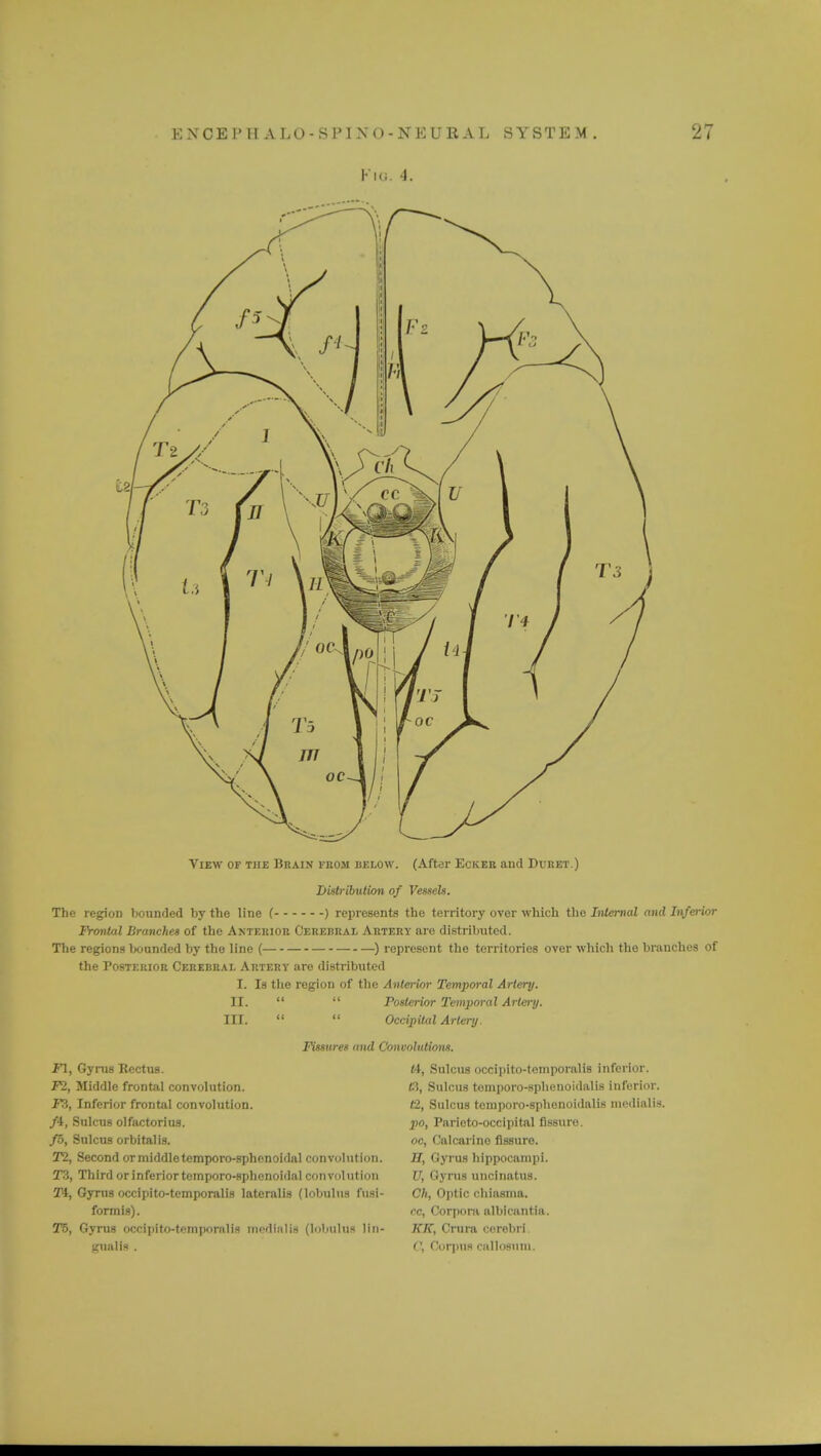Fig. 4. View of hie Brain from below. (After Eckee and Duret.) Distribution of Vessels. The region bounded by the line ( ) represents the territory over which the Internal and Inferior Frontal Branches of the Anterior Cerebral Artery are distributed. The regions bounded by the line ( ) represent the territories over which the branches of the Posterior Cerebral Artery .are distributed I. Is the region of the Anterior Temporal Artery. II.   Posterior Temporal Artery. III.   Occipital Artery. Fissures and Convolutions. Fl, Gyms Rectus. F2, Middle frontal convolution. FX, Inferior frontal convolution. /4, Sulcus olfactorius. fo, Sulcus orbital is. T2, Second or middle temporo-sphenoidal convolution. T3, Third orinferiortemporo-sphonoidal convolution Ti, Gyrus occipito-tcmporalis lateralis (lobulus fusi- form is). T5, Gyrus occipito-tfinporalis medial la (lobtlltM 1 i n - unalis . ol, Sulcus occiplto-temporallfl inferior. O, Sulcus tomporo-sphonoidalis inferior. t2, Sulcus tcinporo-sphenoidalis medialis. pio, Paricto-occipital fissure. oc, Calcarino fissure. H, Gyrus hippocampi. U, Gyrus uncinatus. Ch, Optic chinsina. cc, Corpora albinintia. KK, Crura cerebri. ('. Corpus callosnui.