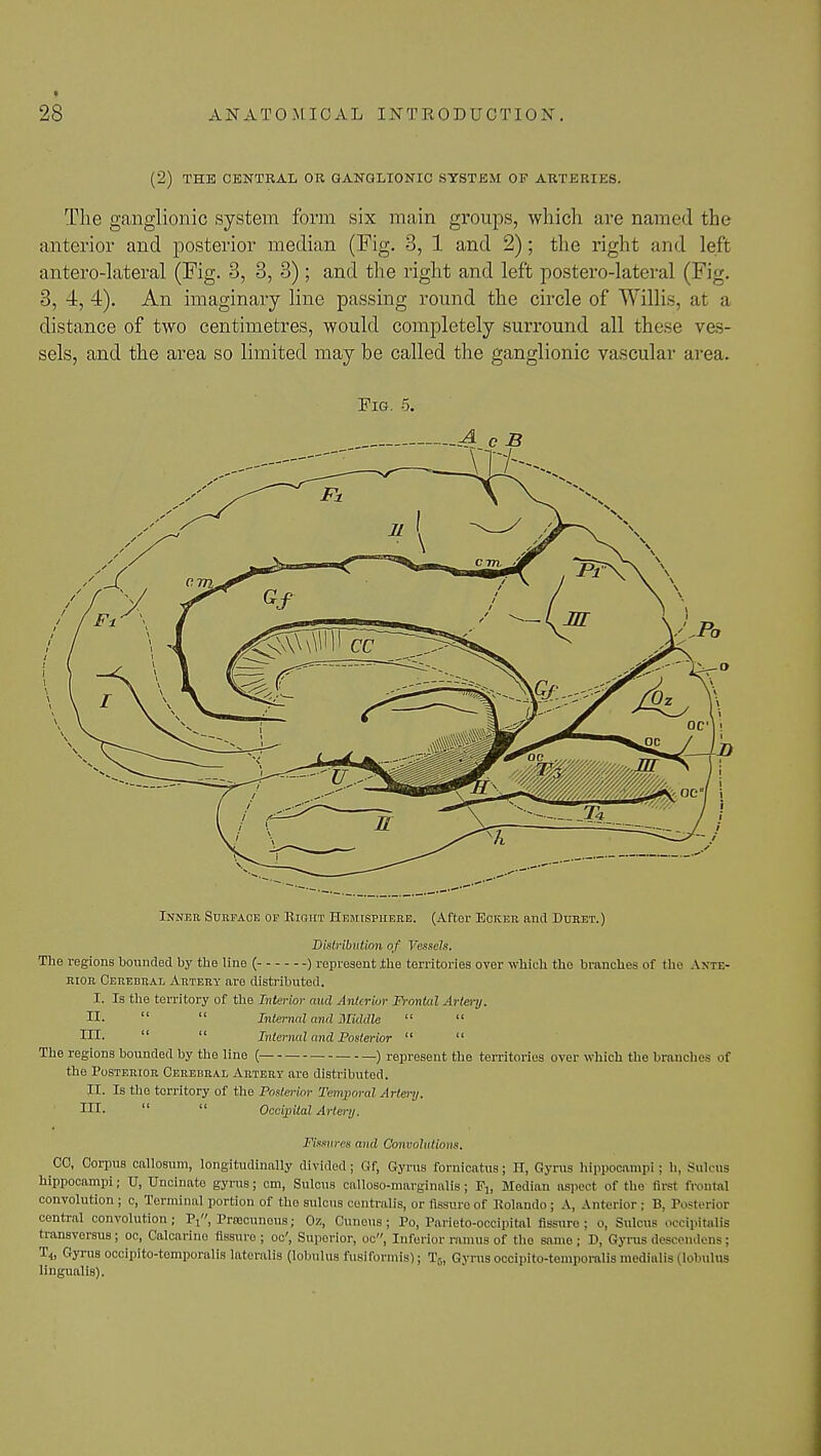 (2) THE CENTRAL OR GANGLIONIC SYSTEM OF ARTERIES. The ganglionic system form six main groups, which are named the anterior and posterior median (Fig. 3, 1 and 2); the right and left antero-lateral (Fig. 3, 3, 3) ; and the right and left postero-lateral (Fig. 3, 4, 4). An imaginary line passing round the circle of Willis, at a distance of two centimetres, would completely surround all these ves- sels, and the area so limited may be called the ganglionic vascular area. Fig. 5. A c B Inner Sueface of Right Hemisphere. (Aftor Ecker and Duret.) Distribution of Vessels. The regions bounded by the line ( ) represent .the territories over which the branches of the Ante- rior Cerebral Artery are distributed. I. Is the territory of the Interior and Anterior Frontal Artery. II.   Internal and Middle   in.   Internal and Posterior   The regions bounded by the line ( ) represent the territories over which the branches of the Posterior Cerebral Artery are distributed. II. Is the territory of the Posterior Temporal Artery. III.   Occipital Artery. Fissures and Convolutions. CC, Corpus callosum, longitudinally divided; Gf, Gyrus foruicatus; H, Gyrus hippocampi; h. Sulcus hippocampi; U, Uncinate gyrus; cm, Sulcus calloso-marginalis; Median aspect of the first frontal convolution ; c, Terminal portion of the sulcus centralis, or fissure of Rolando ; A, Anterior ; B. Posterior central convolution; Pj, Precuneus; Oz, Cuneus; Po, Parietooccipital flssuro ; o, Sulcus occipitalis tiansvorsus; oc, Calcarine flssuro; oc', Suporior, oc, Inferior ramus of the same; D, Gyrus descendens; T4, Gyrus occipito-temporalis lateralis (lobulus fusiformis); T5, Gyrus occipito-temporalis medialis (lobulus lingualis).