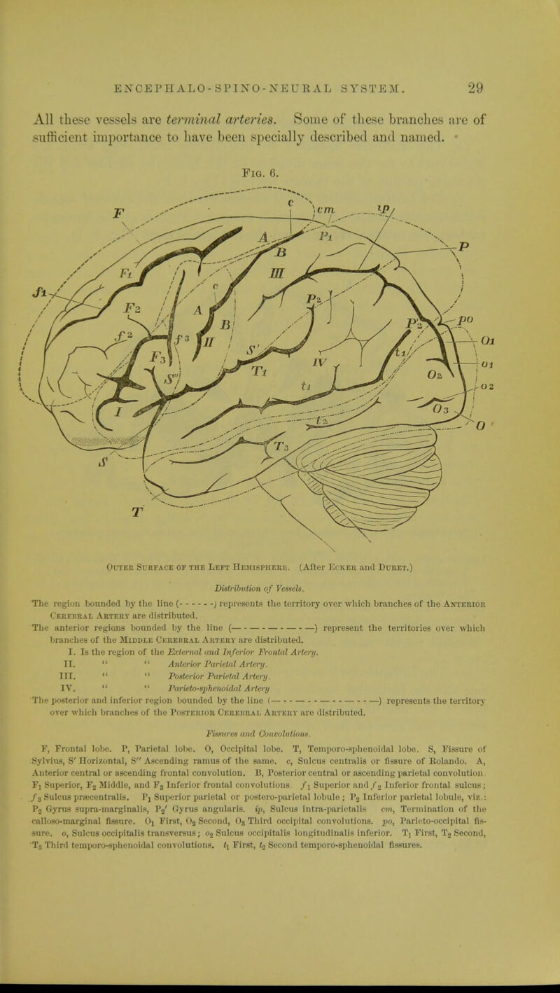All these vessels are terminal arteries. Some of these branches are of sufficient importance to have been specially described and named. Fig. 6. Outer Surface of the Left Hemisphere. ( After Eckeb and Duret.) Distribution of Vessels. The region bounded by the line ( ) represents the territory over which branches of the Anterior Cerebral Artery are distributed. The anterior regions bounded by the line ( — ) represent the territories over which branches of the Middle Ckrehral Artery arc distributed. I. Is the region of the External and Inferior Frontal Artery. II.   Anterior Varietal Artery. III.   Posterior Parietal Artery. IV.   Parieto-sphenoidal Artery The posterior and inferior region bounded by the line (— — - - — - - —) represents the territory over which branches of the Posterior Cereiirai. Artery arc distributed. Fissures and Convolutions. F, Frontal lobe. P, Parietal lobe. 0, Occipital lobe. T, Teniporo-sphcnoidal lobe. S, Fissure of Sylvius, S' Horizontal, S Ascending ramus of the same, c, Sulcus centralis or fissure of Rolando. A, Anterior central or ascending frontal convolution. B, Posterior central or ascending parietal convolution Fj Superior, F2 Middle, and Fj Inferior frontal convolutions /1 Superior anil /2 Inferior frontal sulcus ; /3 Sulcus prwcentralis. Pj Superior parietal or postero-pariclal lobule ; P2 Inferior parietal lobule, viz.: P2 Gyrus supra-marginiilis, P2' Gyrus angularis. yi, Sulcus intra-parietalis cm, Termination of the calloso-marginal fissure. Oj First, Oa Second, Og Third occipital convolutions, po, Parieto-occipital fis- sure, o, Sulcus occipitalis transversus; o2 Sulcus occipitalis longitudinalis inferior. 1\ First, T2 Second, T3 Third temporo-sphenoidal convolutions. tt First, U Second tcinporo-sphcnoidal fissures.
