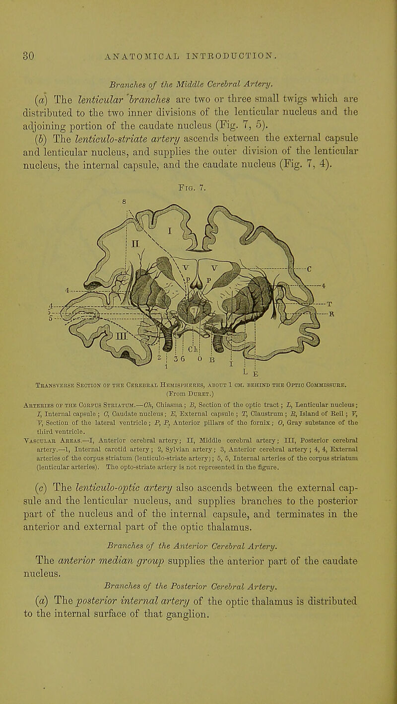 Branches of the Middle Cerebral Artery. (a) The lenticular 'branches are two or three small twigs which are distributed to the two inner divisions of the lenticular nucleus and the adjoining portion of the caudate nucleus (Fig. 7, 5). (5) The lenticulo-striate artery ascends between the external capsule and lenticular nucleus, and supplies the outer division of the lenticular nucleus, the internal capsule, and the caudate nucleus (Fig. 7, 4). Fro. 7. L E Transverse Section of the Cerebral Hemispheres, about 1 cm. behind the Optic Commissure. (From Duret.) Arteries of the Corpus Striatum.—Oh, Chiasma; B, Section of the optic tract; L, Lenticular nucleus; I, Internal capsule ; O, Caudate nucleus; E, External capsule ; T, Claustrum ; S, Island of Beil; V, V, Section of the lateral ventricle; P, P, Anterior pillars of the fornix; 0, Gray substance of the third ventricle. Vascular Areas.—I, Anterior cerebral artery; II, Middle cerebral artery; III, Posterior cerebral artery.—1, Internal carotid artery ; 2, Sylvian artery; 3, Anterior cerebral artery ; 4, 4, External arteries of the corpus striatum (lenticulo-striate artery); 5, 5, Internal arteries of the corpus striatum (lenticular arteries). The opto-striate artery is not represented in the figure. (c) The lenticulo-optic artery also ascends between the external cap- sule and the lenticular nucleus, and supplies branches to the posterior part of the nucleus and of the internal capsule, and terminates in the anterior and external part of the optic thalamus. Branches of the Anterior Cerebral Artery. The anterior median group supplies the anterior part of the caudate nucleus. Branches of the Posterior Cerebral Artery. (a) The posterior internal artery of the optic thalamus is distributed to the internal surface of that ganglion.