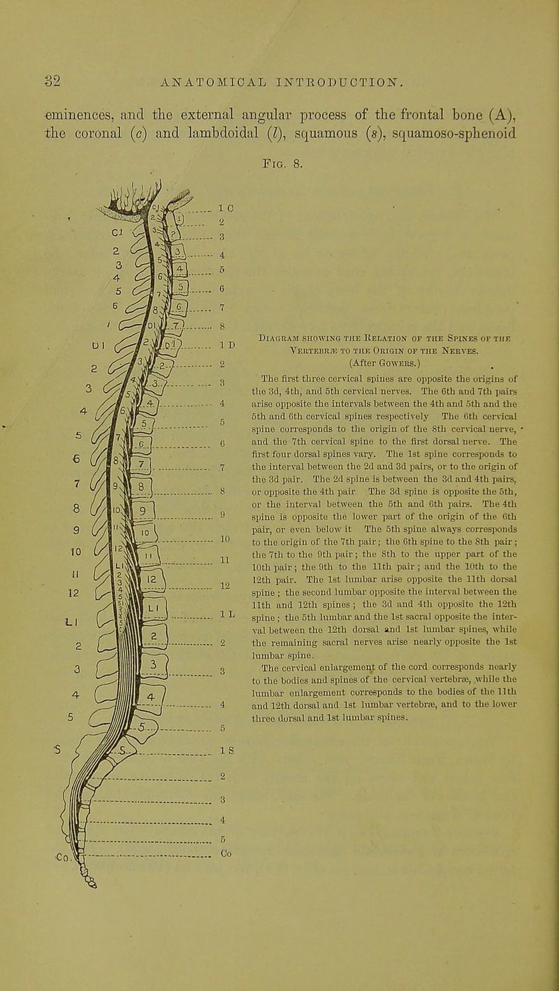 AN AT0 MICAL INT1101)UCTION. eminences, and the external angular process of the frontal bone (A), the coronal (c) and lambdoidal (7), squamous (s), squamoso-sphenoid Fig. 8. a 10 12 10 '4 L I 12 1 L Diagram showing the Relation or the Spines or tiif. Vertebra: to the Origin of the Nerves. (After Govers.) The first three cervical spiues are opposite the origins of the 3d, 4th, and 5th cervical nerves. The Gth and 7th pairs arise opposite the intervals between the 4th and 5th and the 5th and Gth cervical spines respectively The Gth cervical spine corresponds to the origin of the 8th cervical nerve, ' and the 7th cervical spine to the first dorsal nerve. The first four dorsal spines vary. The 1st spine corresponds to the interval between the 2d and 3d pairs, or to the origin of the 3d pair. The 2d spine is between the 3d and 4th pairs, or opposite the 4th pair The 3d spine is opposite the 5th, or the interval between the 5th and Gth pairs. The 4th spine is opposite the lower part of the origin of the nth pair, or even below it The 5th spine always corresponds to the origin of the 7th pair; the Gth spine to the Sth pair; the 7th to the 9th pair; the Sth to the upper part of the 10th pair; the 9th to the 11th pair ; and the 10th to the 12th pair. The 1st lumbar arise opposite the 11th dorsal spine ; the second lumbar opposite the interval between the 11th and 12th spines ; the 3d and 4th opposite the 12th spine ; the 5th lumbar and the 1st sacral opposite the inter- val between the 12th dorsal and 1st lumbar spines, while the remaining sacral nerves arise nearly opposite the 1st lumbar spine. The cervical enlargement of the cord corresponds nearly to the bodies and spines of the cervical vertebra;, while the lumbar enlargement corresponds to the bodies of the 11th and 12th dorsal and 1st lumbar vertebra;, and to the Lower three dorsal and 1st lumbar spines.