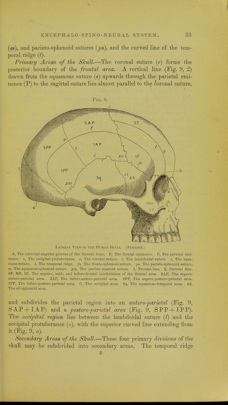 ENCEPHAL0-SPIN0-NEU1UL SYSTEM. (ss), and parieto-sphenoid sutures (ps), and the curved line of the tem- poral ridge (t). Primary Areas of the Skull.—The coronal suture (<?) forms the posterior boundary of the frontal area. A vertical line (Fig. 9, 2) drawn from the squamous suture (s) upwards through the parietal emi- nence (P) to the sagittal suture lies almost parallel to the coronal suture, Fig. 0. Lateral View ok the Human Skull. (Ferrier.) A, The external angular process of the frontal bone. F, The frontal eminence. P, The parietal emi- nence, o, The occipital protuberance, c, The coronal suture. /, The lambiloidal suture .«, The squa- mous suture. /, The temporal ridge, ft, The fronto-sphenoid suture, pg, The parieto-sphenoid suture. ««, The squamoso-sphenoid suture, pm, The parieto-mastoid suture 1, Frontal line. 2, Parietal line. SF, MF, IF, The supero-, mid-, and infero-frontal subdivisions of the frontal area. SAP, The supero- antero-parietal area. IAP, The infero-antero-parietal area. SPP, The supero postero-parietal area. II'P, The infero-postero-parietal area. 0, The occipital area. Sq, The squamoso-temporal area. AS, The all-sphenoid area. and subdivides the parietal region into an antero-parietal (Fig. 9, SAP + IAP) and a postero-parietal area (Fig. 9, SPP + IPP). The occipital region lies between the lambdoidal suture if) and the occipital protuberance (o), with the superior curved line extending from it (Fig. 9, o). Secondary Areas of the Skull.—These four primary divisions of the skull may be subdivided into secondary areas. The temporal ridge