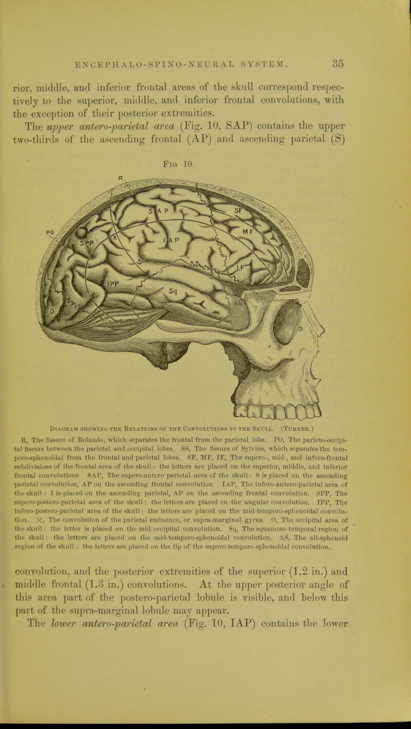 rior, middle, and inferior frontal areas of the skull correspond respec- tively to the superior, middle, and inferior frontal convolutions, with the exception of their posterior extremities. The upper antero-parietal area (Fig. 10, SAP) contains the upper two-thirds of the ascending frontal (AP) and ascending parietal (S) Fig 10. Diagram showino the Relations of the Convolutions to the Skull. (Turner.) R, The fissure of Rolando, which separates the frontal from the parietal lohe. PO, The parieto-occipi- tal fissure between the parietal and occipital lobes. SS, The fissure of Sylvius, which separates the tem- poro-sphenoidal from the frontal and parietal lobes. SF, MF, IF, The supero-, mid-, and infero-frontal subdivisions of the frontal area of the skull : the letters are placed on the superior, middle, and inferior frontal convolutions SAP, The supero-antero parietal area of the skull: 8 is placed on the ascending parietal convolution, AP on the ascending frontal convolution. IAP, The infero-antero-parietal area of the skull : I is placed on the ascending parietal, AP on the ascending frontal convolution. SL'P, The supero-postero-parietal area of the skull: the letters are placed on the angular convolution. IPP, The infero-postero-parietal area of the skull : the letters are placed on the mid-temporo-sphenoidal convolu- tion. X, The convolution of the parietal eminence, or supra-marginal gyrus. 0, The occipital area of the skull : the letter is placed on the mid-occipital convolution. Sq, The squamoso-temporal region of the skull : the letters are placed on the mid-temporo-sphenoidal convolution. AS, The ali-sphenoid region of the skull : the letters are placed on the tip of the suporo-temporo-sphenoidal convolution. convolution, and the posterior extremities of the superior (1.2 in.) and middle frontal (1.3 in.) convolutions. At the upper posterior angle of this area part of the postero-parietal lobule is visible, and below this part of the supra-marginal lobule may appear. The lower antero-parietal area (Fig. 10, IAP) contains the lower