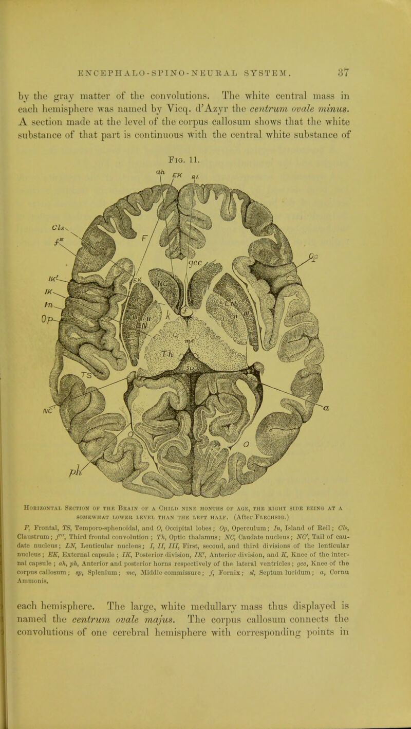 bv the yrav matter of the convolutions. The white central mass in each hemisphere was named by Vicq. d'Azvr the centrum ovale minus. A section made at the level of the corpus callosum shows that the white substance of that part is continuous With the central white substance of Fio. 11. Horizontal Section of tiif. Urain of a Cinr,r> nine months of auk, thk right side beincj at a SOMEWHAT LOWER LEVEL THAN THE LEFT HALF. (After FLECHSIO.) F, Frontal, TS, Temporo-sphenoidal, anil 0, Occipital lobes; Op, Operculum; In, Island of Reil; CI, Claustrom; f, Third frontal convolution ; Th, Optic thalamus; NC, Caudate nucleus; NC, Tail of cau- date nucleus; LN, Lenticular nucleus; J, II, III, First, second, and third divisions of the lenticular nucleus; EK, External capsule ; IK, Posterior division, IIC, Anterior division, and K, Knee of the inter- nal capsule ; ah, ph, Anterior and posterior horns respectively of the lateral ventricles ; (jee, Knee of the corpus callosum ; sp, Splenium; mc, Middle commissure; /, Fornix; si, Septum lucidum; a, Cornu Ammonis. each hemisphere. The large, white medullary mass thus displayed is named the centrum ovale majus. The corpus callosum connects the convolutions of one cerebral hemisphere with corresponding points in