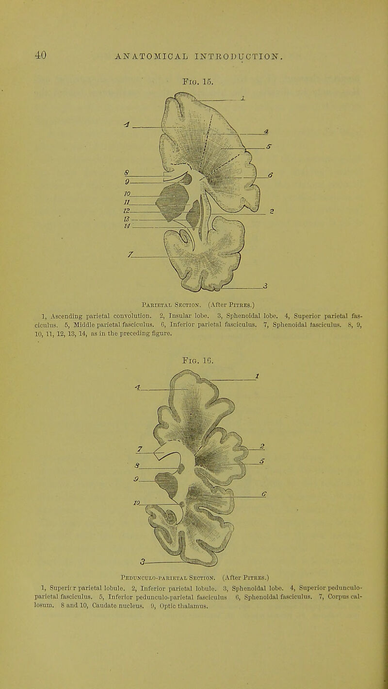Fro. 15. Parietal Section. (After Pitres.) 1, Ascending parietal convolution. 2, Insular lobe. 3, Sphenoidal lobe. 4, Superior parietal fas- ciculus. 5, Middle parietal fasciculus. 0, Inferior parietal fasciculus. 7, Sphenoidal iasciculus. 8, 9, 10, 11, 12, 13, 14, as in the preceding figure. Fig. 10. Pedunculo-paiuetal Section. (After Pitres.) 1, Superii r parietal lobule. 2, Inferior parietal lobule. :i, Sphenoidal lobe. 4, Superior pedunculo- parietal fasciculus. 5, Inferior pedunculo-parletal fasciculus 6, Sphenoidal fasciculus. 7, Corpus cal-
