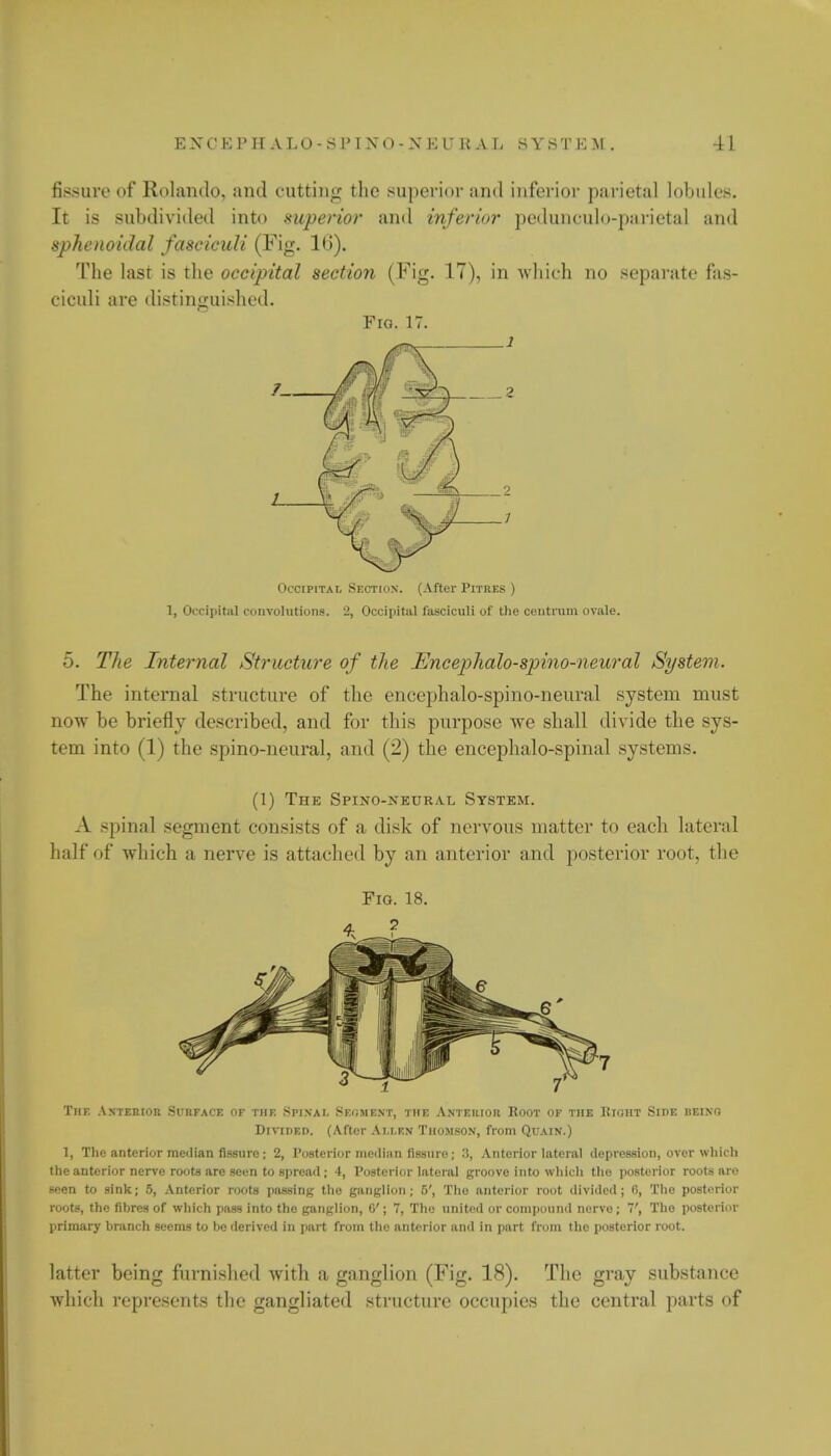 fissure of Rolando, and cutting the superior and inferior parietal lobules. It is subdivided into .superior and inferior pcdunculo-parietal and sphenoidal fasciculi (Fig. 1*>). rrhe last is the occipital section (Fig. 17), in which no separate fas- ciculi are distinguished. Fig. 17. - \ / ) 7 .1/ Occipital Section. (After Pitiies ) 1, Occipital convolutions. 2, Occipital fasciculi of the centrum ovale. 5. The Internal Structure of the Enceplialo-spino-neural System. The internal structure of the encephalo-spino-neural system must now be briefly described, and for this purpose we shall divide the sys- tem into (1) the spino-neural, and (2) the encephalo-spinal systems. (1) The Spino-neural System. A spinal segment consists of a disk of nervous matter to each lateral half of which a nerve is attached by an anterior and posterior root, the Fig. 18. The AxTEmon Surface of the Spina i. Segment, the Anteuiok Root of the Pioht Side being Divided. (After Ali.en Thomson, from Quain.) 1, The anterior median fissure ; 2, Posterior median fissure; 3, Anterior lateral depression, over which the anterior nerve roots are seen to spread ; 4, Posterior lateral groove into which the posterior roots are seen to sink; 5, Anterior roots passing the ganglion; 5', The anterior root divided; fi, The posterior roots, the fihres of which pass into the ganglion, C; 7, The united or compound nerve; ', The posterior primary branch seems to be derived in part from the anterior and in part from the posterior root. latter being furnished with a ganglion (Fig. 18). The gray substance which represents the gangliated structure occupies the central parts of