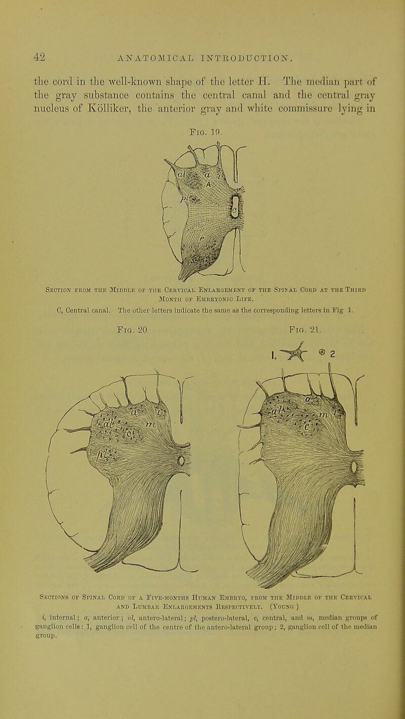 the cord in the well-known shape of the letter H. The median part of the gray substance contains the central canal and the central gray nucleus of Kolliker, the anterior gray and white commissure Lying in Fig. 10. Section from the Middle of the Cervical Enlargement of the Spi> al Cord at the Third Month of Embryonic Life. C, Central canal. The other letters indicate the same as the corresponding letters in Fig 1. Fro. 20 Fro. 21. Suctions of Spinal Cord of a Eive-months Human Embryo, from the Middle of the Cervical and Lumbar Enlargements Respectively. (Young ) i, internal; a, anterior; al, antero-lateral; pi, postero-lateral, c, central, and m, median groups of ganglion cells: 1, ganglion cell of the centre of the antero-lateral group; 2, ganglion cell of the median group.