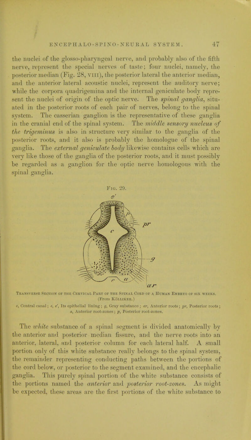 the nuclei of the glosso-pharvngeal nerve, and probably also of the fifth nerve, represent the special nerves of taste; four nuclei, namely, the posterior median (Fig. -S, vm), the posterior lateral the anterior median, and the anterior lateral acoustic nuclei, represent the auditory nerve; while the corpora (piadrigemina and the internal geniculate body repre- sent the nuclei of origin of the optic nerve. The spinal ganglia, situ- ated in the posterior roots of each pair of nerves, belong to the spinal system. The casserian ganglion is the representative of these ganglia in the cranial end of the spinal system. The middle sensory nucleus of the trigeminus is also in structure very similar to the ganglia of the posterior roots, and it also is probably the homologue of the spinal ganglia. The external geniculate body likewise contains cells which are very like those of the ganglia of the posterior roots, and it must possibly be regarded as a ganglion for the optic nerve homologous with the spinal ganglia. Fig. 20. e' Transverse Section of the Cervical Taut of the Spinal Coed of a Human Embryo of six weeks. (From Kolliker.) c, Central canal; e, e', Its epithelial lining ; g, Gray substance ; ar, Anterior roots ; pr, Posterior roots ; a, Anterior root-zones ; p, Posterior root-zones. The white substance of a spinal segment is divided anatomically by the anterior and posterior median fissure, and the nerve roots into an anterior, lateral, and posterior column for each lateral half. A small portion only of this white substance really belongs to the spinal system, the remainder representing conducting paths between the portions of the cord below, or posterior to the segment examined, and the encephalic ganglia. This purely spinal portion of the white substance consists of the portions named the anterior and posterior root-zones. As might be expected, these areas are the first portions of the white substance to