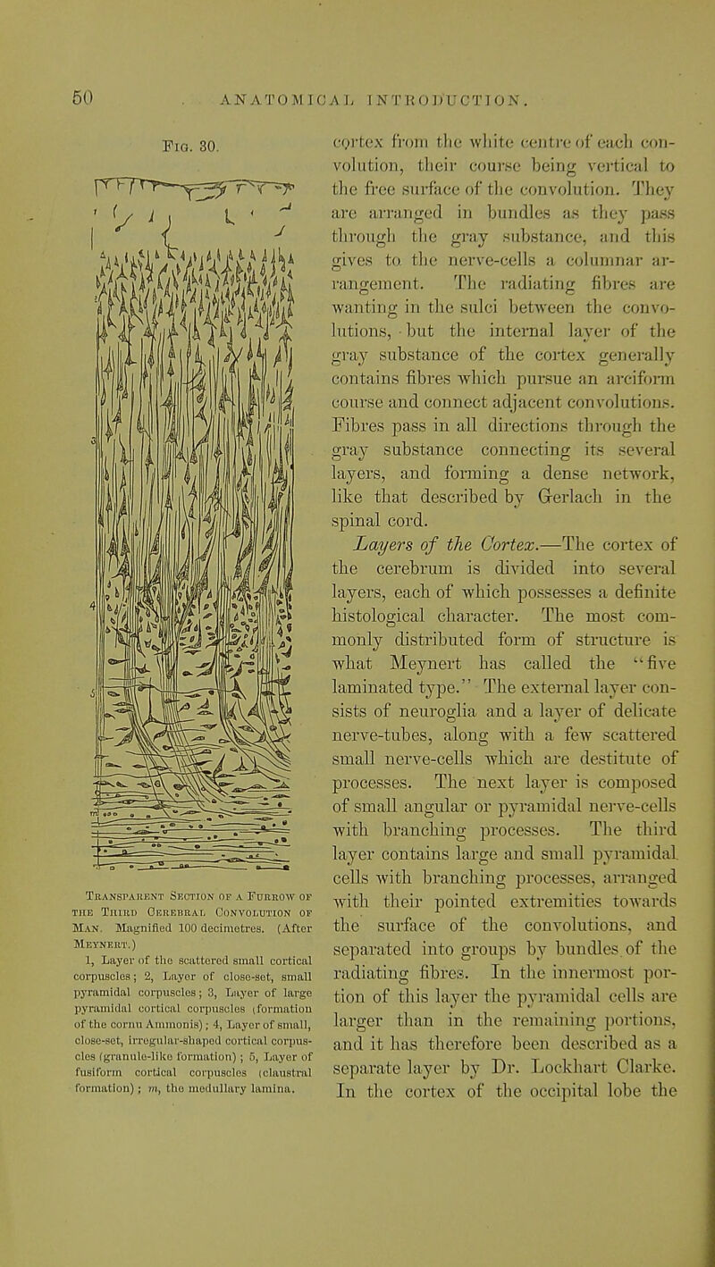Pig. 30. Transparent Section of a Furrow of the Third Cbrebrai, Convolution of Man. Magnified 100 decimetres. (After M f.vnf.rt.) 1, Layer of the scattered small cortical corpuscles; 2, Layer of close-set, small pyramidal corpuscles; 3, Layer of large pyramidal cortical corpuscles (formation of the cornn Ammonia); 4, Layer of small, close-set, irregular-shaped cortical corpus- cles (granule-like formation); 5, Layer of fusiform cortical corpuscles (claustral formation) : m, the medullary lamina. cortex from the white centre of each con- volution, their course being vertical to the free surface of the convolution. They are arranged in bundles as they pass through the gray substance, and thifl gives to. the nerve-cells a columnar ar- rangement. The radiating fibres are wanting in the sulci between the convo- lutions,-but the interna] layer of the gray substance of the cortex generally contains fibres which pursue an arciform course and connect adjacent convolutions. Fibres pass in all directions through the gray substance connecting its several layers, and forming a dense network, like that described by Gerlach in the spinal cord. Layers of the Cortex.—The cortex of the cerebrum is divided into several layers, each of which possesses a definite histological character. The most com- monly distributed form of structure is what Mevnert has called the 'five laminated type. The external layer con- sists of neuroglia and a layer of delicate nerve-tubes, along with a few scattered small nerve-cells which are destitute of processes. The next layer is composed of small angular or pyramidal nerve-cells with branching processes. The third layer contains large and small pyramidal cells with branching processes, arranged with their pointed extremities towards the surface of the convolutions, and separated into groups by bundles, of the radiating fibres. In the innermost por- tion of this layer the pyramidal cells are larger than in the remaining portions, and it has therefore been described as a separate layer by Dr. Lockharl Clarke. In the cortex of the occipital lobe the
