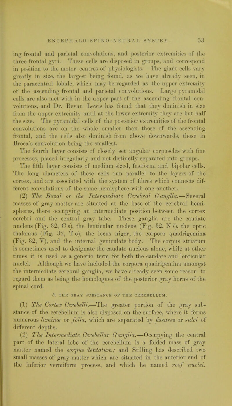 Lng frontal and parietal convolutions, and posterior extremities of the three frontal gvri. These colls arc disposed in groups, and Correspond in position to the motor centres of physiologists. The gianl cells vary greatly in size, the largest being found, as we have already seen, in the paracentral lobule, which may be regarded as the upper extremity of the ascending frontal and parietal convolutions. Large pyramidal cells are also met with in the upper part of the ascending frontal con- volutions, and Dr. Bevan Lewis has found that thev diminish in size from the upper extremity until at the lower extremity they are but half the size. The pyramidal cells of the posterior extremities of the frontal convolutions are on the whole smaller than those of the ascending frontal, and the cells also diminish from above downwards, those in Broca's convolution beino- the smallest. The fourth layer consists of closely set angular corpuscles with fine processes, placed irregularly and not distinctly separated into groups. The fifth layer consists of medium sized, fusiform, and bipolar cells. The long diameters of these cells run parallel to the layers of the cortex, and are associated with the system of fibres which connects dif- ferent convolutions of the same hemisphere with one another. (2) The Basal or the Intermediate Cerebral Ganglia.—Several masses of gray matter are situated at the base of the cerebral hemi- spheres, there occupying an intermediate position between the cortex cerebri and the central gray tube. These ganglia are the caudate nucleus (Fig. 32, C s), the lenticular nucleus (Fig. 32, N I), the optic thalamus (Fig. 32, T o), the locus niger, the corpora quadrigemina (Fig. 32, V), and the internal geniculate body. The corpus striatum is sometimes used to designate the caudate nucleus alone, while at other times it is used as a generic term for both the caudate and lenticular nuclei. Although we have included the corpora quadrigemina amongst the intermediate cerebral ganglia, we have already seen some reason to regard them as being the homologues of the posterior gray horns of the spinal cord. b. THE fiRAY SUBSTANCE OF THE CEREBELLUM. (1) The Cortex Cerebelli.—The greater portion of the gray sub- stance of the cerebellum is also disposed on the surface, where it forms numerous lamina* or folia, which are separated by fissures or sulci of different depths. (2) The Intermediate Cerebellar Ganglia.—Occupying the central part of the lateral lobe of the cerebellum is a folded mass of gray matter named the corpus dentatum; and Stilling has described two small masses of gray matter which arc situated in the anterior end of the inferior vermiform process, and which he named roof nuclei.