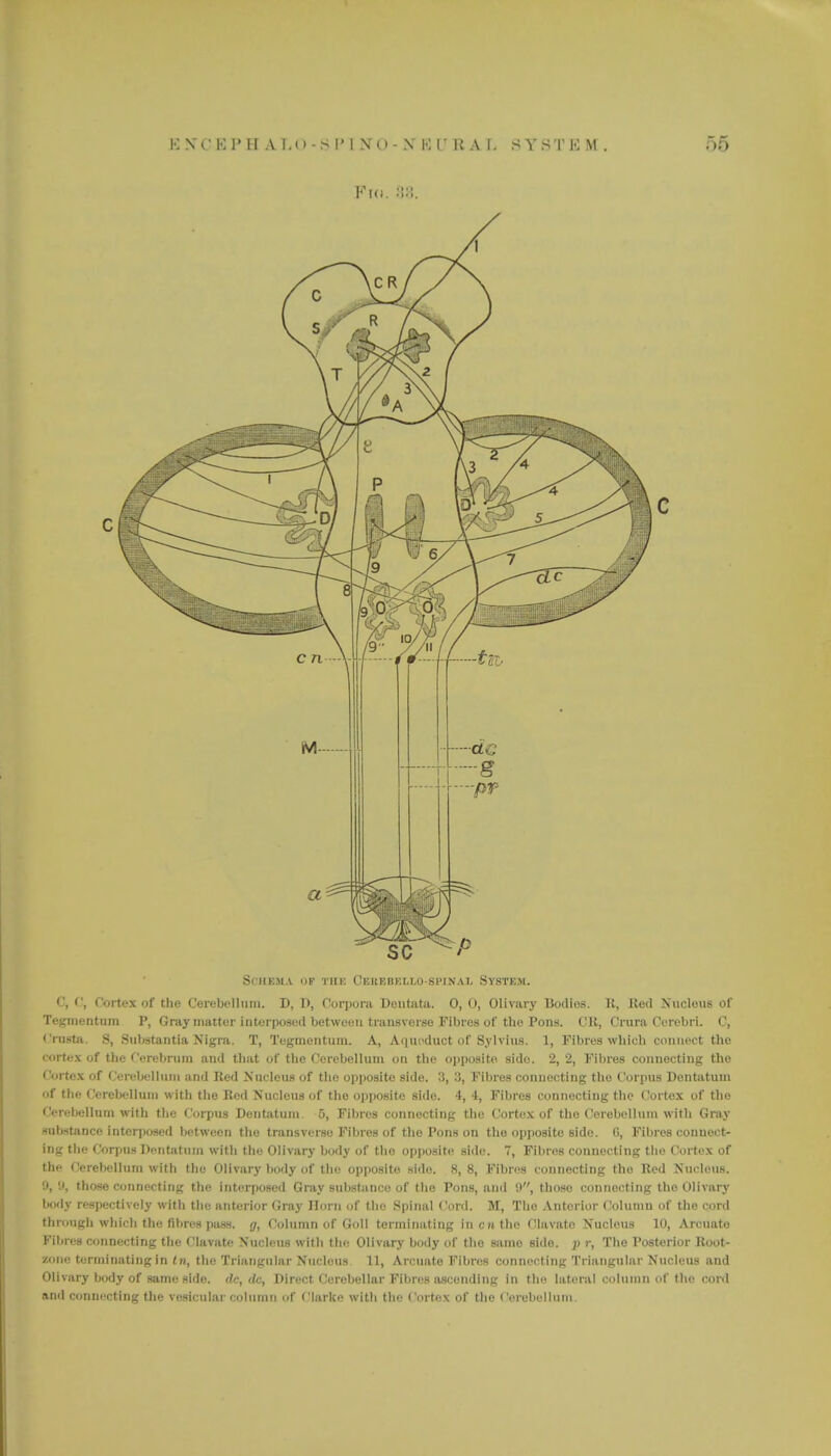 Schema op the Ceuebello-si'inal System. c, •', Cortex of the Cerebellum. D, 1), Corpora Deutata. 0, 0, Olivary Bodies. R, Bed Nucleus of Tegmentum P, Gray matter interposed between transverse Fibres of tho Pons. CR, Crura Cerebri. C, Crusta. S, Substantia Nigra. T, Tegmentum. A, Aqueduct of Sylvius. 1, Fibres which connect the cortex of the Cerebrum and that of the Cerebellum on the opposite side. 2, 2, Fibres connecting the Cortex of Cerebellum and Red Nucleus of the opposite side. 3, 3, Fibres connecting the Corpus Dentatum of the Cerebellum with the Bed Nucleus of the opposite side. 4, 4, Fibres connecting the Cortex of tho Cerebellum with the Corpus Dentatum. 5, Fibres connecting the Cortex of the Cerebellum with Gray Substance interposed between the transverse Fibres of the Pons on tho opposite side. 8, Fibres connect- ing the Corpus Dentatum with the Olivary body of the opposite side. 7, Fibres connecting tho Cortex of the Cerebellum with the Olivary body of the opposite sido. 8,8, Fibres connecting tho Bed Nucleus. '.>, it, those connecting the interposed Gray substance of the Pons, and 9, thoso connecting the Olivary body respectively with the anterior Gray Horn of the Spinal Cord. M, The Anterior Column of the cord through which the fibres pass, g, Column of Coll terminating in cm the Clavato Nucleus 10, Arcuate Fibres connecting the Clavate Nucleus with tin- Olivary body of tho same side, p r, Tho Posterior Root- zone terminating in tn, the Triangular Nucleus 11, Arcuate Fibres connecting Triangular Nucleus and Olivary body of same side, dc, dc, Direct Cerebellar Fibres ascending in the lateral column of the cord and connecting the vesicular column Of Clarke with the Cortex of the Cerebellum.