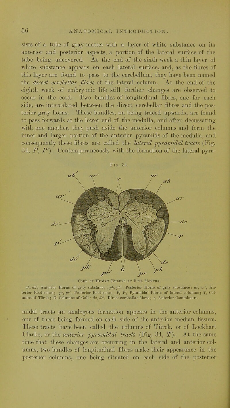 sists of a tube of gray matter with a layer of white substance on its anterior and posterior aspects, a. portion of the lateral surface of the tube being uncovered. At the end of the sixth week a thin layer of white substance appears on each lateral surface, and, as the fibres of this layer are found to pass to the cerebellum, they have been named the direct cerebellar fibres of the lateral column. At the end of the eighth week of embryonic life still further changes arc observed to occur in the cord. Two bundles of longitudinal fibres, one for each side, are intercalated between the direct cerebellar fibres and the pos- terior gray horns. These bundles, on being traced upwards, are found to pass forwards at the lower end of the medulla, and after decussating with one another, they push aside the anterior columns and form the inner and larger portion of the anterior pyramids of the medulla, ami consequently these fibres are called the lateral 'pyramidal tracts (.Fig. 34, P, P'). Contemporaneously with the formation of the lateral pyra- Fro. 34. Cord of Human JSmhryo at Five Months. ah, ah', Anterior Horns of gray substance ; ph, ph', Posterior Horns of gray substance; or, or', An- terior Root-zones; pr, pr', Posterior Root-zones; P, P, Pyramidal Fibres of lateral columns; T, Col- umns of Tiirck; G, Columns of Goll; dc, dc', Direct cerebellar fibres; o, Anterior Commissure. midal tracts an analogous formation appears in the anterior columns, one of these being formed on each side of the anterior median fissure. These tracts have been called the columns of Tiirck, or of Lockhart Clarke, or the anterior pyramidal tracts (Fig. 34, T). At the same time that these changes are occurring in the lateral and anterior col- umns, two bundles of longitudinal fibres make their appearance in the posterior columns, one being situated on each side of the posterior