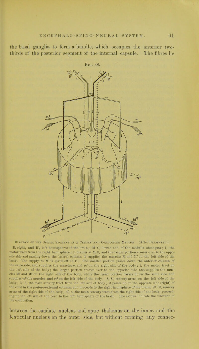 the basal ganglia to form a bundle, which occupies the anterior two- thirds of the posterior segment of the internal capsule. The fibres lie Fig. 38. Diagram of THE Spinal Segment as a Centke ami Conducting Medium (After Ukamwell ) B, right, and B', left hemispheres of the brain ; M 0, lower end of the medulla oblongata; 1, the motor tract from the right hemisphere ; it divides at M 0, and the larger portion crosses over to the oppo- site-side and passing down the lateral column it supplies the muscles M and M' on the left side of the body. The supply to M is given off at T. The smaller portion passes down the anterior column of the same side, and supplies the muscles to and to' on the right side of the body ; 2, the motor tract on the left side of the body ; the larger portion crosses over to the opposite side and supplies the mus- cles M- and M3 on the right side of the body, while the lesser portion passes down the same side and supplies to2 the muscles and m3 on the left side of the body S, S', sensory areas on the left side of the body ; 3', :'», the main sensory tract from the left side of body; it passes up on the opposite side (right) of the cord in the postero-external column, and proceeds to the right hemisphere of the brain; S2, S3, sensory areas of the right side of the body ; 4, the main sensory tract from the right side of the body, proceed- ing up the left side of the cord to the left hemisphere of the brain. The arrows indicate the direction of the conduction. between the caudate nucleus and optic thalamus on the inner, and the lenticular nucleus on the outer side, but without forming any connec-