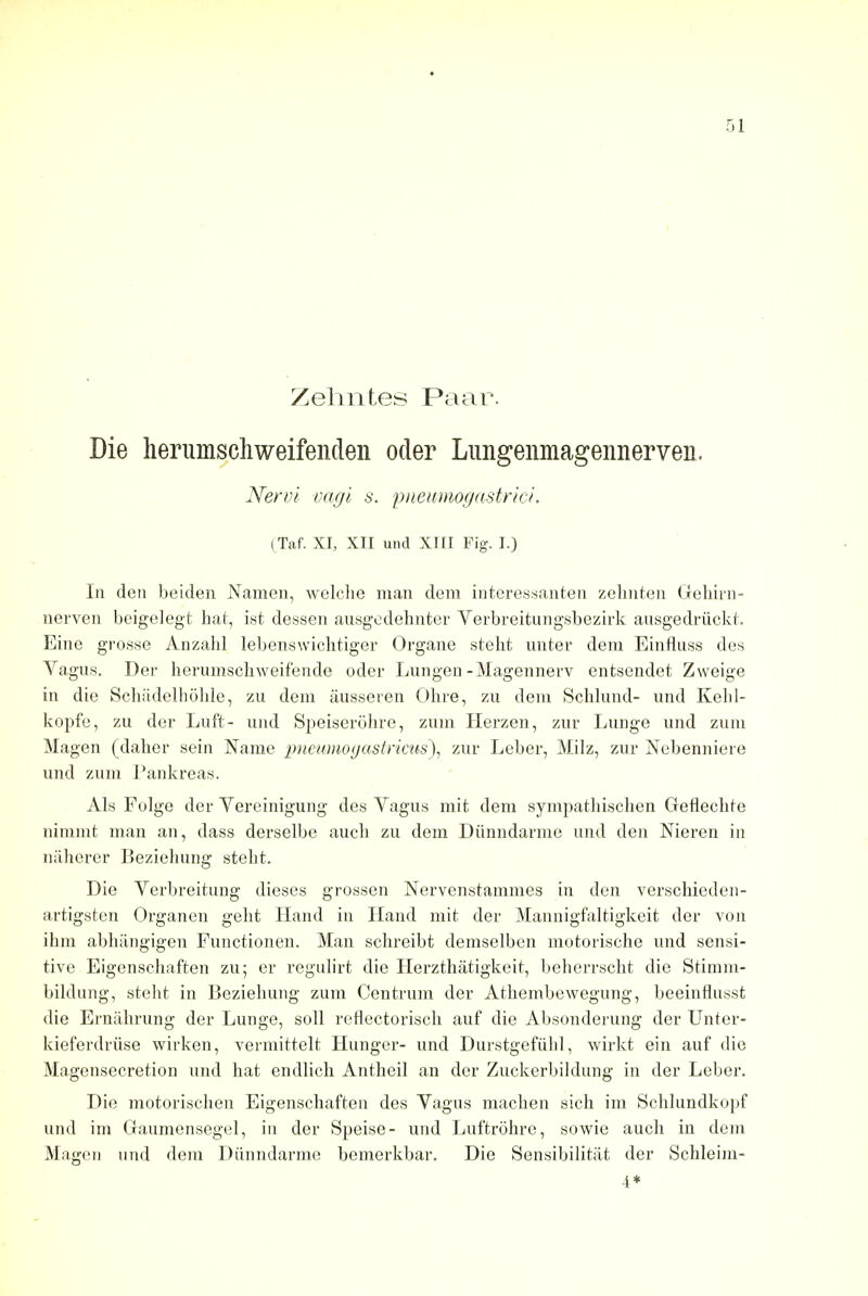 Zelmtes Paar. Die herumschweifenden oder Limgenmagennerven. Nervi vagi s. pneumogastrici. (Taf. XI, XII und XIII Fig. I.) In den beiden Namen, welche man dem interessanten zelmten Gehirn- nerven beigelegt hat, ist dessen ausgedehnter Verbreitungsbezirk ausgedriickt. Eine grosse Anzahl lebenswichtiger Organe stent unter dem Einfluss des Vagus. Der herumschweifende oder Lungen-Magennerv entsendet Zweige in die Schadelhohle, zu dem iiusseren Ohre, zu dem Schlund- und Kelil- kopfe, zu der Luft- und Speiserohre, zum Herzen, zur Lunge und zum Magen (daher sein Name pneumogastricus), zur Leber, Milz, zur Nebenniere und zum Pankreas. Als Folge der Vereinigung des Vagus mit dem sympafchischen Geflechte nimmt man an, dass derselbe auch zu dem Diinndarme und den Nieren in naherer Beziehung steht. Die Verbreitung dieses grossen Nervenstammes in den verschieden- artigsten Organen geht Hand in Hand mit der Mannigfaltigkeit der von ihm abhangigen Functionen. Man scbreibt demselben motorische und sensi- tive Eigenschaften zu; er regulirt die Herzthatigkeit, beherrscht die Stimm- bildung, steht in Beziehung zum Centrum der Athembewegung, beeinflusst die Ernahrung der Lunge, soil reflectorisch auf die Absonderung der Unter- kieferdriise wirken, vermittelt Hunger- und Durstgefiihl, wirkt ein auf die Magensecretion und hat endlich Antheil an der Zuckerbildung in der Leber. Die motorischen Eigenschaften des Vagus machen sich im Sehlundkopf und im Gaumensegel, in der Speise- und Luftrohre, sowie auch in dem Magen und dem Diinndarme bemerkbar. Die Sensibilitiit der Schleim- 4*