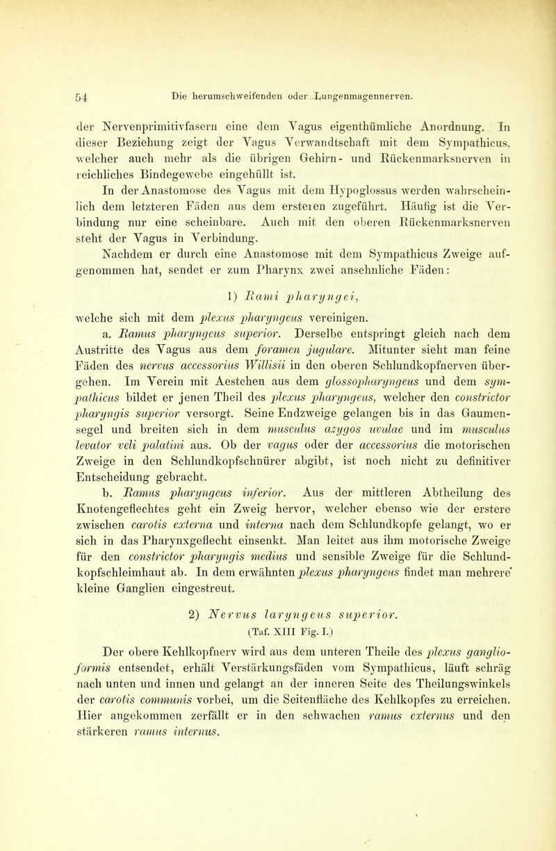 der Nervenprimitivfasem eine dem Yagus eigenthiimliche Anordnung. In dieser Beziehung zeigt der Yagus Yerwandtschaft mit dem Sympathicus, welcher auch mehr als die iibrigen Gehirn- xind Riickenmarksnerven in reichliches Bindegewebe eingehiillt ist. In der Anastomose des Yagus mit dem Hypoglossus werden wabrschein- lich dem letzteren Faden aus dem ersteren zugefiihrt. Hiiufig ist die Yer- bindung nur eine scheinbare. Auch mit den oberen Ruckenmarksnerven steht der Yagus in Yerbindung. Nachdem er durch eine Anastomose mit dem Sympathicus Zweige auf- genommen hat, sendet er zum Pharynx zwei ansehnliche Faden: 1) It ami pharyng ei, welche sich mit dem plexus pharyngeus vereinigen. a. Ramus pharyngeus superior. Derselbe entspringt gleich nach dem Austritte des Yagus aus clem foramen jugulare. Mitunter sieht man feine Faden des nervus accessorius Willisii in den oberen Schlundkopfnerven iiber- gehen. Im Yerein mit Aestchen aus dem glossopharyngeus und dem sym- pathicus bildet er jenen Theil des plexus pharyngeus, welcher den constrictor pharyngis superior versorgt. Seine Endzweige gelangen bis in das Gaumen- segel und breiten sich in dem musculus azygos uvulae und im musculus levator veli palatini aus. Ob der vagus oder der accessorius die motorischen Zweige in den Schlundkopfschniirer abgibt, ist noch nicht zu definitiver Entscheidung gebracht. b. Ramus pharyngeus inferior. Aus der mittleren Abtheilung des Knotengeflechtes geht ein Zweig hervor, welcher ebenso wie der erstere zwischen carotis externa und interna nach dem Schlundkopfe gelangt, wo er sich in das Pharynxgeflecht einsenkt. Man leitet aus ihm motorische Zweige fur den constrictor pharyngis medius und sensible Zweige fur die Schlund- kopfschleimhaut ab. In dem erwahnten plexus pharyngeus findet man mehrere' kleine Ganglien eingestreut. 2) Nervus laryngetis superior. (Taf. XIII Pig. I.) Der obere Kehlkopfnerv wird aus dem unteren Theile des plexus ganglio- formis entsendet, erhalt Yerstarkungsfaden vom Sympathicus, lauft schriig nach unten und innen und gelangt an der inneren Seite des Theilungswinkels der carotis communis vorbei, um die Seitenfliiche des Kehlkopfes zu erreichen. Hier angekommen zerfallt er in den schwachen ramus externus und den starkeren ramus interims.