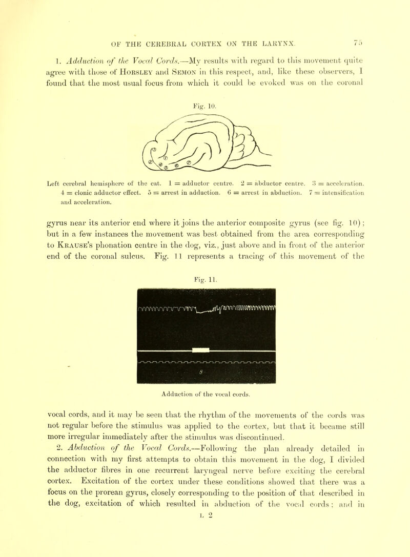 1. Adduction of the Vocal Cords.—My results with regard to this movement quite agree with those of Horsley and Semon in this respect, and, like these observers, 1 found that the most usual focus from which it could be evoked was on the corunal Fig. 10. Left cerebral hemisphere of the cat. 1 = adductor centre. 2 = abductor centre. 3 — acceleration. 4 = clonic adductor effect. 5 = arrest in adduction. 6 = arrest in abduction. 7 = intensification and acceleration. gyrus near its anterior end where it joins the anterior composite gyrus (see fig. 10); but in a few instances the movement was best obtained from the area corresponding to Krause's phonation centre in the dog, viz., just above and in front of the anterior end of the coronal sulcus. Fig. 11 represents a tracing of this movement of the Fig. 11. Adduction of the vocal cords. vocal cords, and it may be seen that the rhythm of the movements of the cords was not regular before the stimulus was applied to the cortex, but that it became still more irregular immediately after the stimulus was discontinued. 2. Abduction of the Vocal Cords.—Following the plan already detailed in connection with my first attempts to obtain this movement in the dog, I divided the adductor fibres in one recurrent laryngeal nerve before exciting the cerebral cortex. Excitation of the cortex under these conditions showed that there was a focus on the prorean gyrus, closely corresponding to the position of that described in the dog, excitation of which resulted in abduction of the vociil cords ; and in