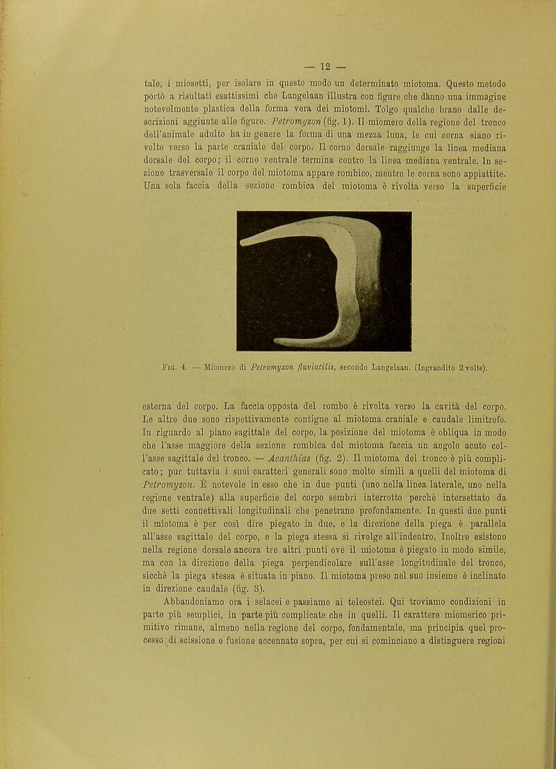 tale, i miosetti, per isolare in questo modo un deterrninato miotoma. Questo metodo portd a risultati esattissimi cho Langelaan illustra con figure die danno una iramagine notevolmente plastica della forma vera dei rniotomi. Tolgo qualclie brano dalle de- scrizioni aggiunte alle figure. Peiromijzon (fig. 1). II rniomero della regione del tronco deU'auimalo adulto ha in genere la forma di una mezza luna, le cui corna siano ri- volte verso la parte cranialo del- corpo. 11 corno dorsale raggiunge la linea mediana dorsale del corpo; il corno vontrale termina contro la linea mediana ventrale. In se- zione trasveraale il corpo del miotoma appare rombico, mentre le corna sono appiattite. Una sola faccia della sezione rombica del miotoma e rivolta verso la superficic Fig. 4. — Miomero di Pclromyzon jluviatilis, secondo Langelaan. (Ingrandito 2 volte). esterna del corpo. La faccia opposta del rombo e rivolta verso la cavita del corpo. Le altre due sono rispettivamente contigue al miotoma craniale e caudale limitrofo. In riguardo al piano sagittale del corpo, la posizione del miotoma e obliqua in modo che l'asse maggiore della sezione rombica del miotoma faccia un angolo acuto col- l'asse sagittale del tronco. — Acanihias (fig. 2). II miotoma del tronco e piii compli- cate ; pur tuttavia i suoi caratteri generali sono molto simili a quelli del miotoma di Pelromyzon. notevole in esso che in due punti (uno nella linea laterale, uno nella regione ventrale) alia superficie del corpo sembri interrotto perche intersettato da due setti connettivali longitudinali che penetrano profondamente. In questi due punti il miotoma e per cosi dire piegato in due, e la direzione della piega e. parallela all'asse sagittale del corpo, e la piega stessa si rivolge all'indentro. Inoltre esistono nella regione dorsale ancora tre altri punti ove il miotoma e piegato in modo simile, ma con la direzione della piega perpendicolare suH'asse longitudiuale del tronco, sicche la piega stessa e situata iu piano. II miotoma preso nel suo insieme e inclinato in direzione caudale (fig. 3). Abbandoniamo ora i selacei e passiamo ai teleostei. Qui troviamo condizioni in parte piu semplici, in parte piu complicate che in quelli. II carattere miomerico pri- mitivo rimane, almeno nella regione del corpo, fondamentale, ma principia quel pro- cesso di scissione e fusione accennato sopra, per cui si cominciano a distinguere regioni