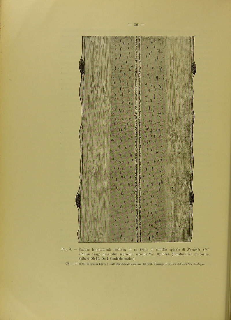 Fig. 6. — Sezione longitudinalo median a di un tratto di midollo spinale di laments viri- di/lavus lungo quasi due segmenti, secondo Van llynberk. (Ematossilina ed cosina. Seibert Ob II. Oc I Seinischematico).