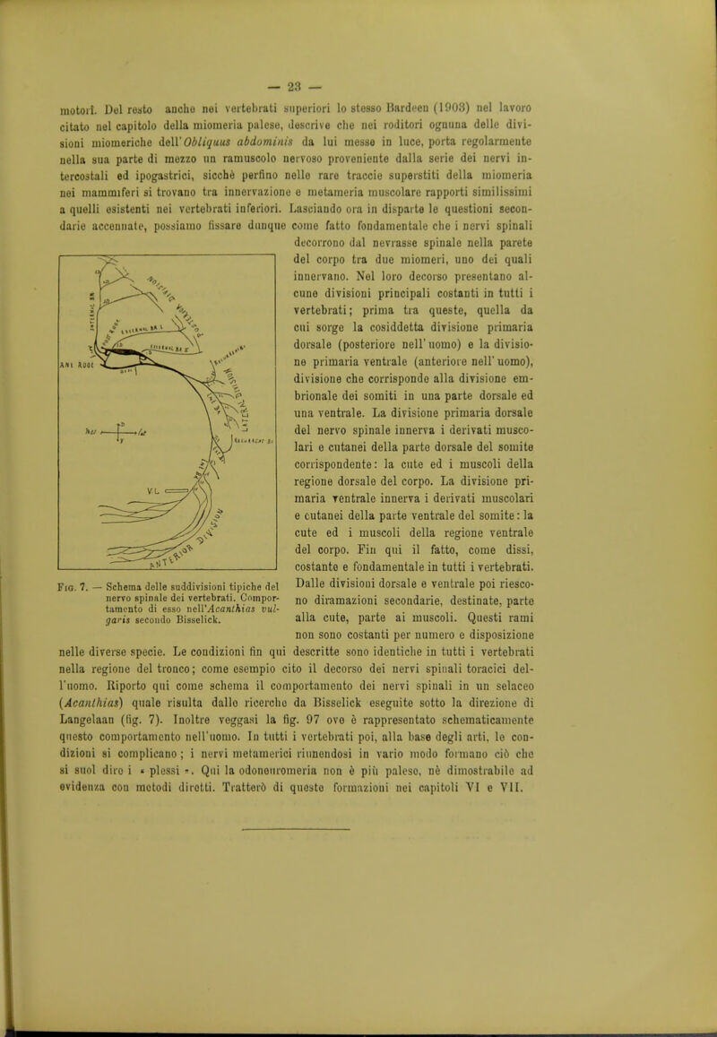 motor!. Del reato ancho nei vertebrati superior! lo stesso Bardeeu (1003) nel lavoro citato nel capitolo della miomeria palese, descrive clie nei roditori ognuua delle divi- sioni miomeriche dell' Obliquus abdominis da lui messe in luce, porta regolarmente uella sua parte di mezzo un ramuscolo nervoso proveniente dalla serie dei nervi in- tercostali ed ipogastrici, sicche perfino nolle rare traccie superstiti della miomeria nei mammiferi si trovano tra innervazione e metameria muscolare rapporti similissimi a quelli esistenti nei vertebrati inferiori. Lasciando ora in dispaite le questioni secon- darie acceunate, possiamo (issare duiique come fatto fondamentale die i nervi spinali decorrono dal nevrasse spinale nella parete del corpo tra due raiomeri, uno dei quali inuerrano. Nel loro decorso presentano al- cune divisioni principali costanti in tutli i vertebrati; prima tra queste, quella da cui sorge la cosiddetta divisione primaria dorsale (posteriore nell' uomo) e la divisio- ne primaria ventrale (anterioi e nell' uomo), divisione che corrispondo alia divisione em- brionale doi somiti in una parte dorsale ed una ventrale. La divisione primaria dorsale del nervo spinale innerva i derivati musco- lari e cutanei della parte dorsale del somite corrispondente: la cute ed i muscoli della regione dorsale del corpo. La divisione pri- maria ventrale innerva i derivati muscolari e cutanei della parte ventrale del somite: la cute ed i muscoli della regione ventrale del corpo. Fin qui il fatto, come dissi, costante e fondamentale in tutti i vertebrati. Dalle divisioni dorsale e ventrale poi riesco- no diramazioni secondarie, destinate, parte alia cute, parte ai muscoli. Questi rami non sono costanti per numero e disposizione nelle diverse specie. Le coudizioni fin qui descritte sono identicbe in tutti i vertebrati nella regione deltronco; come esempio cito il decorso dei nervi spinali toracici del- l'uomo. Riporto qui come schema il comportamento dei nervi spinali in un selaceo (Acanthias) quale risulta dallo ricerche da Bisselick eseguite sotto la direzione di Langelaan (fig. 7). Inoltre veggasi la fig. 97 ovo e rappresentato scheraaticamente qnesto comportamento ncH'uomo. In tutti i vertebrati poi, alia base degli arti, lo con- dizioni si complicano; i nervi melamerici riunendosi in vario modo formano cid clie si suol diro i « plessi », Qui la odononromeria non e piii palese, ne dimostiabile ad avidenza con mctodi dirotti. Tratter6 di queste formazioni nei capitoli VI e VII. Fig. 7. — Schema dclle suddivisioni tipiche del nervo spinale dei vertebrati. Compor- tamento di esso ncWAcanthias vul- garis sccondo Bissclick.