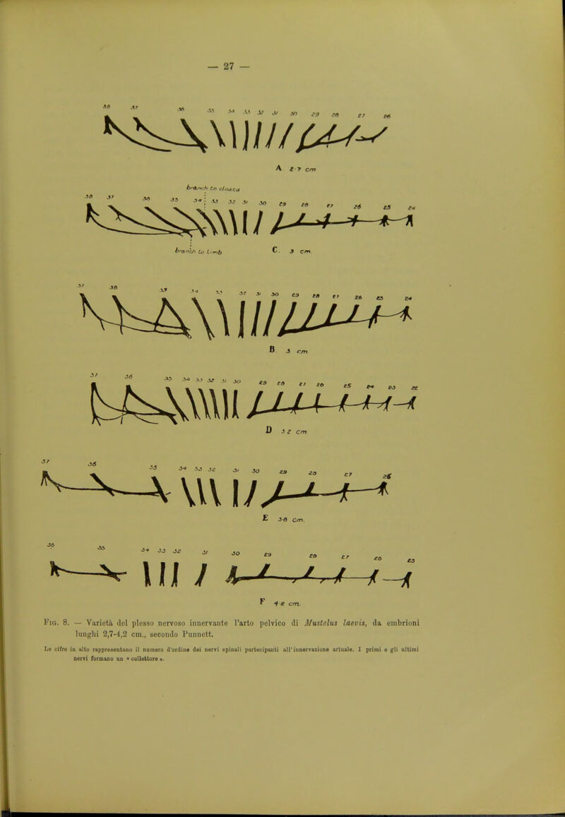 w VI S? J, „ . _ — « M M It A 17 VJ J? J> JO  • 36 « H « « * j,  «3 4t>CA to Limb Mi=4\\i///i^^ J<5 D i e cm •>■• JJ J* * JO fa to tr F -f-e cm. Fig. 8. — Varicta del plesso nervoso innervante l'arto polvico di Mustelus laevis, da cmbrioni lunghi 2,7-4,2 cm., secondo Punnctt. La cifre in alto rapproHaatano il oamero d'ordint del nervi gpinali partecipantl all inoerraziooe arluala. 1 primi e gli ultimi nerri formano on - colleitore a.