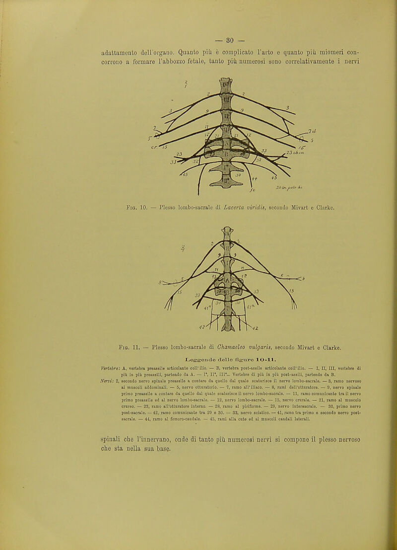 Leggende clelle figure lO-ll. Vertebre: A, vertebra preassile articolanto coll'ilio. — B, vertebra posi-assile articolante coll' ilio. — I, II, III, vertobre di pin. in piu preassili, partendo da A. — I*, Il\ III'... Vertobre di piii in piii post-assili, partendo da B. Nervi: 2, secondo nervo spinale preassile a contare da quollo dal quale seaturisce il nervo lombo-sacrale. — 3, ramo norvoso ai muscoli addominali, — 5, nervo otturatorio. — 7, ramo all' iliaco. — 8, rami dell'otturatoro. — 9, nervo spinale primo preassile a contare da quello dal quale scaturisco il nervo lombo-sacrale. — 11, ramo comunicanto tra il nervo primo preassile ed al nervo lombo-sacrale. — 12, nervo lombo-sacrale. — 15, nervo cruralo. — 21, ramo al muscolo crureo. — 23, ramo all'otturatore interno. — 28, ramo al pirifonno. — 29, nervo inlersacralo. — 30, primo nervo pOBt-sacralo. — 42, ramo comnnicaute tra 29 e 30. — 33, nervo sciatico. — 41, ramo tra primo e socondo nervo post- sacrale. — 44, ramo al femoro-caudalo. — 45, rami alia cuto ed ai muscoli caudali laterali. spinali die rinnervano, onde di tanto piii nurnerosi nervi si compone il plesso uervoso che sta nella sua base.