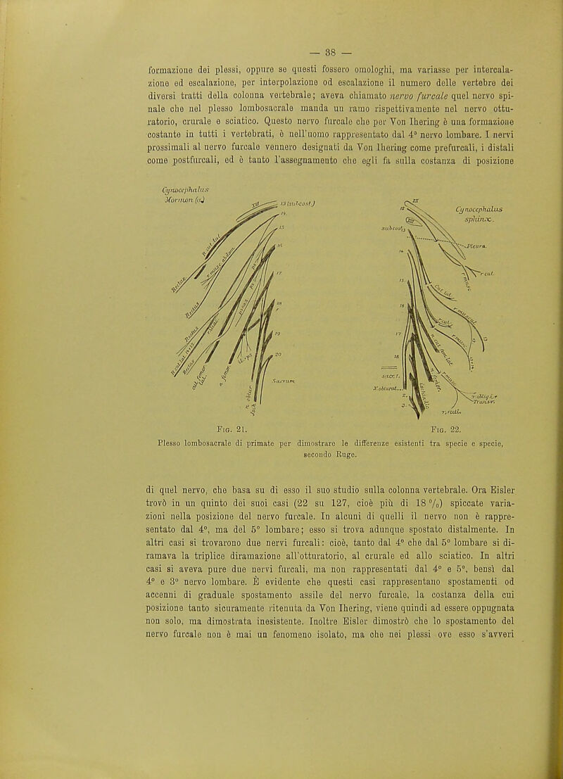 forniazione dei plossi, oppure se questi fossero omologhi, raa variasse per intercala- zione ed escalazione, per infcorpolazioue od escalazione il nuniero delle vertebre dei diversi tratti della colouna vertebrale; aveva chiamato narvo furcale quel nervo spi- nale che nel plesso lombosacrale lnanda uu ramo rispettivaruente uel nervo ottu- ratorio, crurale e sciatico. Quesfco nervo furcale die per Von Ibering e una forniazione costante in tutti i vertebrafci, e nell'iiomo rappresentato dal 4° nervo lombare. I nervi prossimali al nervo furcale vennero designati da Von lhering come prefurcali, i distali come postfurcali, ed e tanto l'assegnameuto che egli fa nulla costanza di posizione Cyrwccjihalus Fig. 21. Fig. 22. Plesso lombosacrale di primate per dimostraro le differenze esistenfi tra specie e specie, secondo Ruge. di quel nervo, che basa su di esso il suo studio snlla colonna vertebrale. Ora Bisler trov6 in un quinto dei suoi casi (22 su 127, cioe piu di 18 %) spiccate varia- zioni nella posizione del nervo furcale. In alcuni di quelli il nervo non e rappre- sentato dal 4°, rna del 5° lombare; esso si trova adunque spostato distalmente. In altri casi si trovarono due nervi furcali: cioe, tanto dal 4° che dal 5° lombare si di- ramava la triplice diramazione all'otturatorio, al crurale ed alio sciatico. In altri casi si aveva pure due nervi furcali, ma non rappresentati dal 4° e 5°, bensi dal 4° e 3° nervo lombare. evidente che questi casi rappresentano spostamenti od accenni di graduale spostamento assile del nervo furcale, la costanza della cui posizione tanto sicuramente riteuuta da Von lhering, viene quindi ad essere oppugnata non solo, raa dimostrata inesistente. Inoltre Eisler dimostr6 che lo spostamento del nervo furcale uou e mai un fenomeno isolato, ma che nei plessi ove esso s'avveri