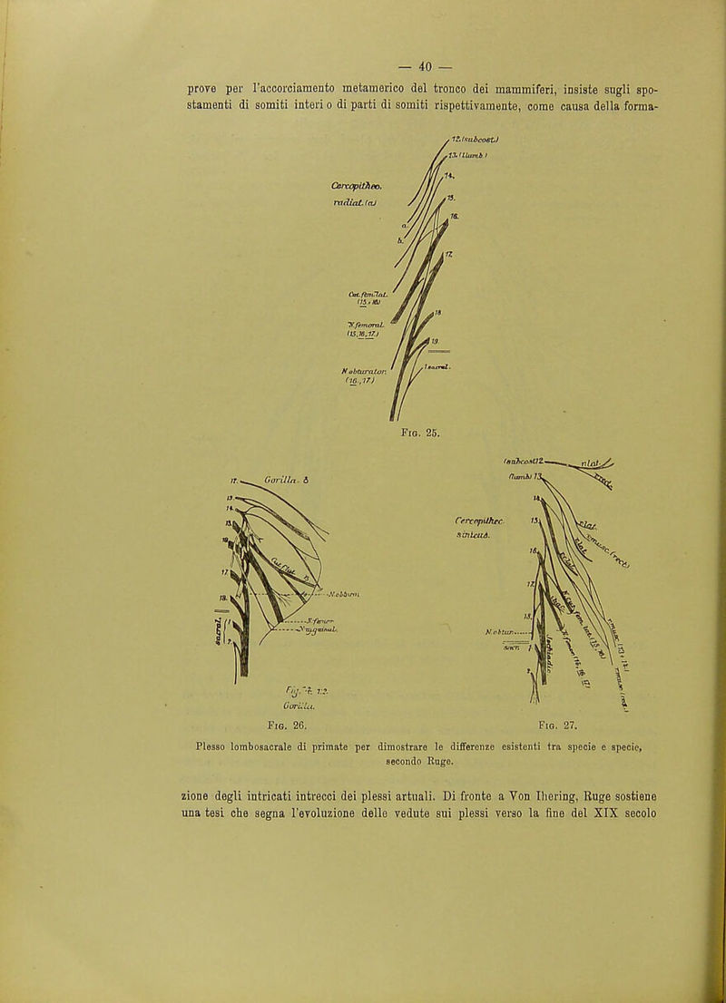 prove per l'accorciamento metamerico del tronco dei mammiferi, insiste sugli spo- stamenti di somiti interi o di parti di sorniti rispettivamente, come causa della forma- , ItlxutcosU ■ tX'lUmbl Fig. 26. Fig. 27. Plesso lombosacrale di primate per dimostrare le differenze esistenti tra specie e specie, secondo Ruge. zione degli intricati intrecci dei plessi artiiali. Di fronte a Von Ihering, Ruge sostiene una tesi che segna Teyoluzione delle vedute sui plessi verso la fine del XIX secolo