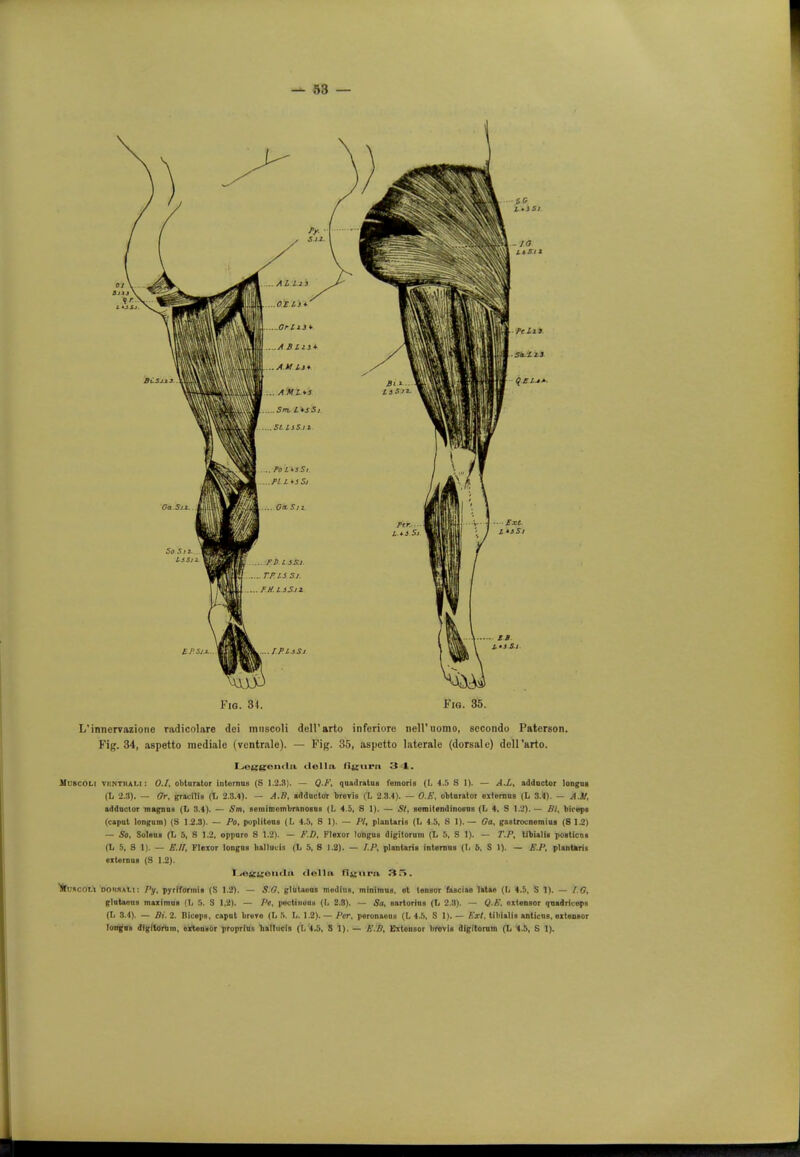 Fig. 34. Fig. 35. L'innervazione radicolare dci mnscoli dell'arto inferiure neiruomo, sccondo Paterson. Fig. 34, aspetto medialo (vcntrale). — Fig. 35, aspctto laterale (dorsale) doll'arto. Ijeggon<lu clollu li^urn 3 1. MtWCOLi vkntrali: O.I, obturator internns (S 1.2.3). — Q.F, quadratus lemons (L 4.5 S 1). — AX, adductor longus (L 2.3). — Or, gracilis (t, 2.3.4). — A.B, adductor breris (L 2.8.4). — O.E, obturator externus (L 3.4). — AJt, adductor rnagnns (L 3.4). — Sm. semimembranosus (L 4.5, 8 1). — St, semitendinosus (L 4. S 1.2). — Bl, biceps (caput longum) (S 1.2.3). — Po, popliteua (L 4.5, S 1). — PI, plantaris (L 4.5, S 1).— Ga, gastrocnemius (8 1.2) — So, Soleos (L 5, S 1.2, oppure 8 1.2). — F.D, Flexor longna digitorum 1. 5, S 1). — T.P, tibialis posticus (L 5, S 1). — E.II, Flexor longos hallucis (L 5, 8 1.2). — I.P, plantaris internns (I, b, S 1). — E.P, plantaris externua (S 1.2). I ,e«A£omtn flellu flaunt 3 .>. ftuacoti doiuaii: Py, pjrrlformis (S 1.2). — 5.(7, glutaeus mtdfOt, minimns. et tensor fasciae latae (lj 4.5, S 1). — I.G, glutaeus maximua {I, 5. S 1,2). — Pe, pectinuus (L 2.8). — So, sartorius (L 2.3). — Q.I- oxtensor quadriceps (L 3.4). — Bi. 2. Biceps, caput brere (h 5. L. 1.2). — Per, peronaenB (L 4.5, S 1). — Ext, tibialis anticus, extensor longus digitorum, extensor proprlus hallucis (I. 4.5, SI). — EB, Extensor brevls digitorum (L 4.5, S 1).