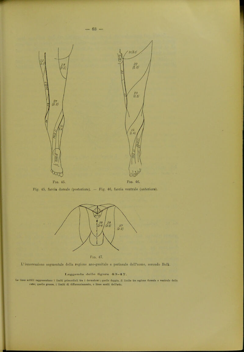 Fio. 45. Fig. 45, faccia dorsale (posteriore). Fig. 46. Fig. 46, faccia ventrale (anteriore). Fio. 17. L' inncrvazionc segmentate della regione ano-genitale e perineale dell'uomo, secondo Bolk. Le lioee aottill rappresentano i limtti primordial! tra i dermatorai; quelle doppie, il llmite tra regione dorsale e Tentrale della cite; quelle grosse, i limit! dl dlfTerenziamento, o linee aaslli dell'arto.