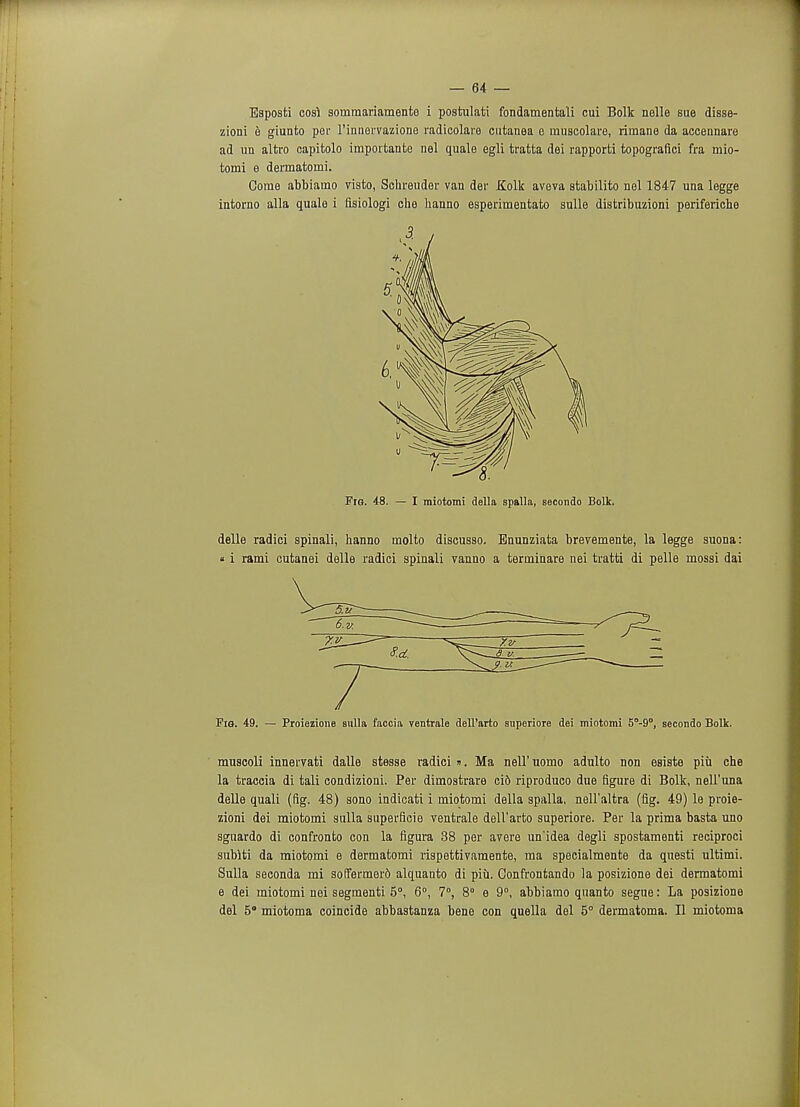 Esposti cos! somraariamente i postulate fondamentali cui Bolk nelle sue disse- zioni e giunto poi- l'innervazione radicolare cutanea e rnuscolaro, rimane da accennare ad un altro capitolo impoitante nel quale egli tratta dei rapporti topografici fra mio- tomi e dermatomi. Come abbiarao visto, Schreuder van der Kolk aveva stabilito nel 1847 una legge intorno alia quale i fisiologi che hanno esperimentato sulle distribuzioni periferiche Fig. 48. — I miotomi della spalla, secondo Bolk. delle radici spinali, hanno molto discusso. Bnunziata brevemente, la legge suona: « i rami cutanei delle radici spinali vanno a terminare nei tratti di pelle mossi dai Fig. 49. — Proiezione sulla faooia ventrale dell'arto superiore dei miotomi 5°-9°, secondo Bolk. muscoli innervati dalle stesse radici ». Ma nell'uomo adulto non esiste piu che la traccia di tali condizioni. Per dimostrare cid riproduco due figure di Bolk, nell'mia delle quali (fig. 48) sono indicati i miotomi della spalla, nell'altra (fig. 49) le proie- zioni dei miotomi sulla superficie ventrale dell'arto superiore. Per la prima basta uno sguardo di confronto con la figura 38 per avere un'idea degli spostamenti reciproci subiti da miotomi e dermatomi rispettivamente, ma specialmente da questi ultimi. Sulla seconda mi soffermerd alquanto di piu. Confrontando la posizione dei dermatomi e dei miotomi nei segmenti 5°, 6°, 7°, 8° e 9°, abbiamo quanto segue: La posizione del 5° miotoma coincide abbastanza bene con quella del 5° dermatoma. II miotoma