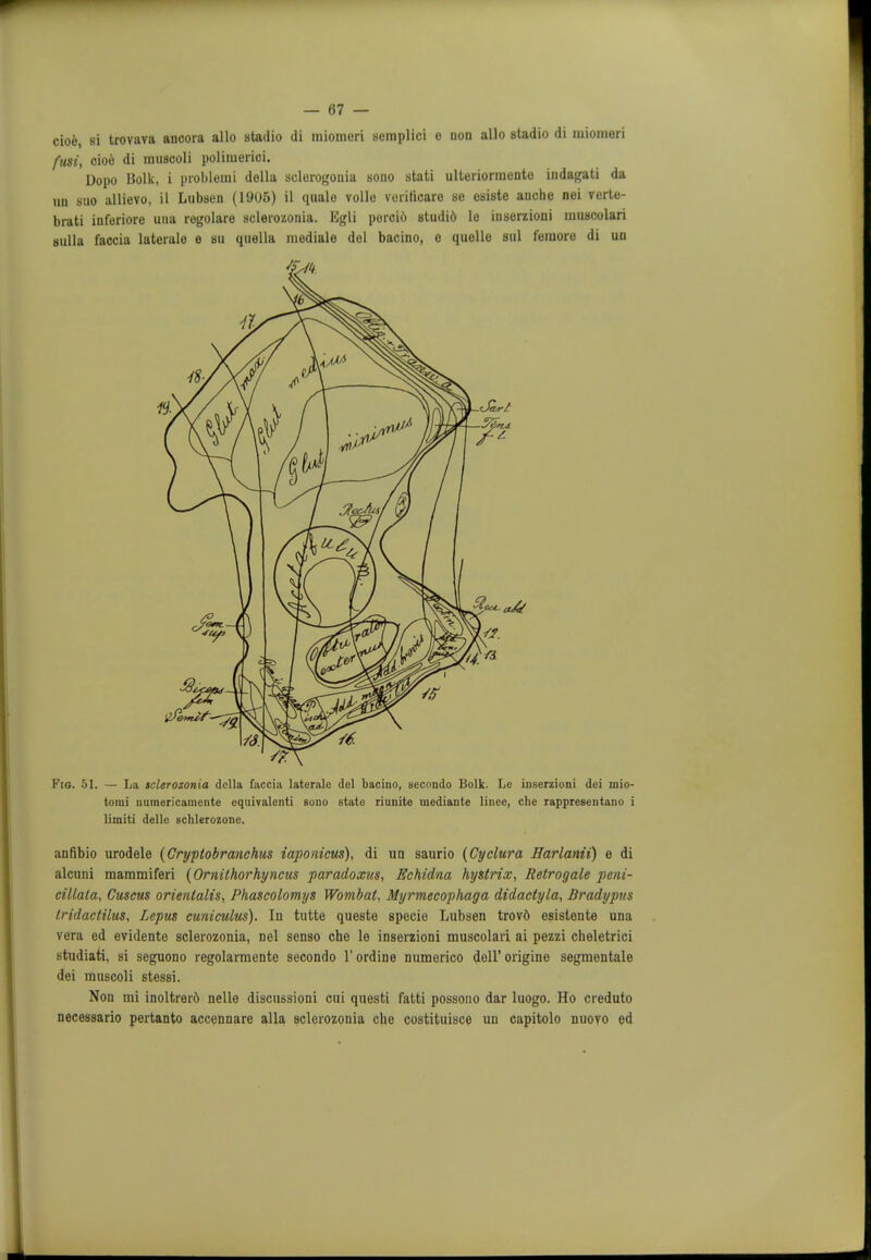 cioe, si trovava ancora alio stadio di mionieri semplici o non alio stadio di miomeri fusi, oioe di muscoli polimerioi. Dopo Bolk, i problem! della selorogonia sono stati ulteriormente indagati da un stio allievo, il Lubaen (1905) il quale voile voriticare se esiste auche nei verte- brati inferiore una regolare sclerozonia. Egli percio studi6 le iuserzioni uiuacolari Bulla faccia laterale e su quella mediale del bacino, e quelle sul feraoro di un Fig. 51. — La iclerozonia dclla faccia laterale del bacino, secondo Bolk. Le iuserzioni dei mio- torai numericamente equivalenti Bono state riunite mediante linee, die rappresentano i limiti delle schlerozone. anfibio urodele (Cryptobranchus iaponicus), di un saurio (Cyclura Harlanii) e di alcuni mammiferi (Ornithorhyncus paradoxus, Echidna hystrix, Retrogale peni- cillata, Cuscus orienlalis, Phascolomys Wombat, Myrmecophaga didactyla, Bradypus tridactilus, Lepus cuniculus). In tutte queste specie Lubsen trovd esistente una vera ed evidente sclerozonia, nel senso che le inserzioni muscolari ai pezzi cheletrici studiati, si seguono regolarmente secondo 1' ordine numerico dell' origine segmentale dei muscoli stessi. Non mi inoltrerd nelle discussioni cui questi fatti possono dar luogo. Ho creduto necessario pertanto accennare alia sclerozonia che costituisce un capitolo nuovo ed