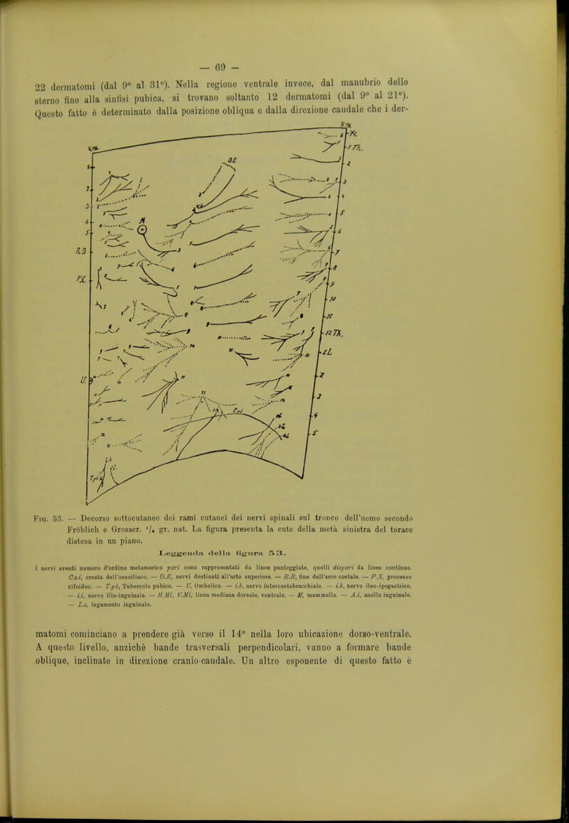 22 dennatomi (dal 9° al 31°). Nulla regiono vontrale invece, dal inaiiubrio dollo sterno huo alia siutisi pubica, si trovano soltanto 12 dermatomi (dal 9° al 21°). Questo fatto e determinato dalla posiziono obliqua o dalla direziono caudalc che i der- Fig. 53. — Decorso sottocutaneo doi rami cutanci dei nervi spinali sul tronco deli'uoino secondo FrOblich e Grosser. '/« gr. nat. La figure presenta la cute della metii sinistra del torace distesa in an piano. L-cygemln. del In Hgura S3. I nervi aventi numero d'ordine motamerieo pari Bono rappresentati da lince punlcggiate, quulli dispart da linee continue. C.o.i. cresta delt'oasoiiiaco. — O.E, nervi destinati all'arto superiore. — /.'./■'. lino dell'arco cosUle. — P..X, processo xifoideo. — T.pb, Tubercolo pubico. — U, Ombolico. — i.b, nervo IntercoBtobraccbiale. — i.h, nervo ileo-ipogastiico. — l.l. nervo illo-ingninale. — 11.Ml, V'.Ml, linea modiana dorsalo, ventrale. — M, inainmolla. — A.i, anollo inguinale. — Z.f. legamento inguinale. matomi cominciano a prendere gia verso il 14° nella loio ubicazione dorso-ventiale. A questo Iivello, anziche bande trasversali perpendicolaii, vanno a formare bande oblique, inclinate in direzione eraniocaudale. Un altro csponeute di questo fatto e